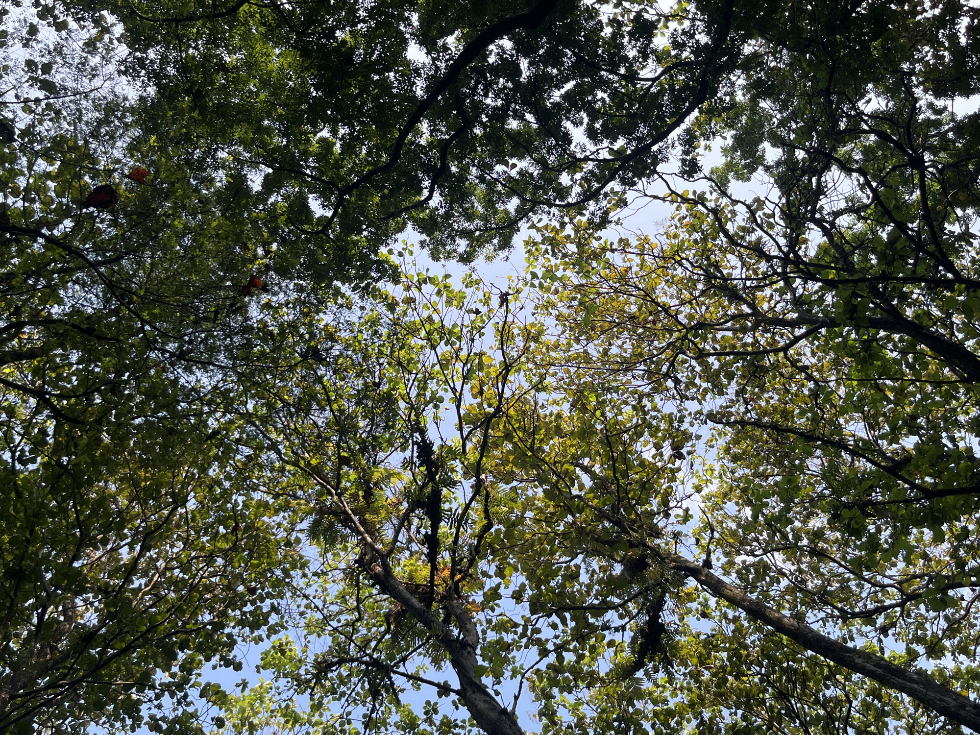 A low-angle shot captures the dense canopy of trees from below, looking up towards a bright, clear sky. The branches of the trees are heavily laden with green leaves, some of which are tinged with yellow, suggesting an autumn season. The sunlight filters through the leaves, creating dappled patterns and highlighting the intricate network of branches. Some of the leaves appear reddish-brown, adding to the autumnal color palette. The scene is set in Legogsari, Indonesia, a location known for its lush vegetation and natural beauty. The image does not contain any people or specific man-made objects, focusing solely on the natural environment. The overall impression is one of a serene and vibrant forest, with the sky serving as a backdrop to the textured foliage.