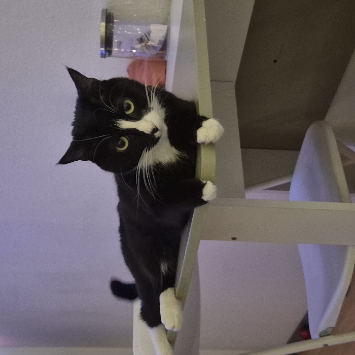 A black and white tuxedo cat hangs upside down, clinging to the edge of a light-colored structure. The cat has white paws, a white chest and nose, and striking yellow eyes. It looks directly at the camera with a slightly tilted head. A small container attached to the wall, a pink object, and parts of a white chair are visible in the background. The image is lit from below, giving the scene a slight purple hue.