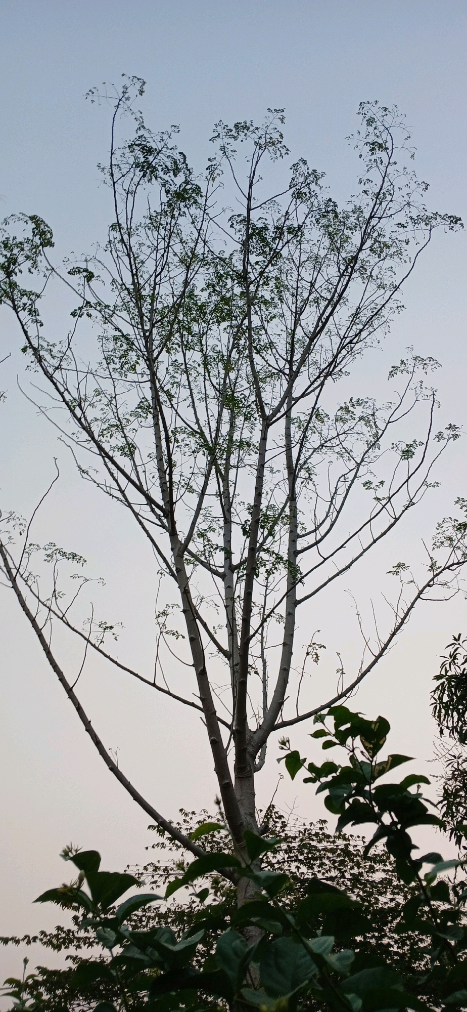 The media file captures a view of a tall, thin tree with sparse green foliage against a pale sky. The tree's branches spread outwards, creating a delicate silhouette. In the foreground, out of focus, are lush green leaves, some of which have small white flower buds. The overall impression is one of a calm, natural setting, possibly in the late afternoon or early morning due to the soft, diffused light and pale sky. The location is identified as Sutawinangun, Indonesia, suggesting a tropical or subtropical environment. There is no discernible text in the image.