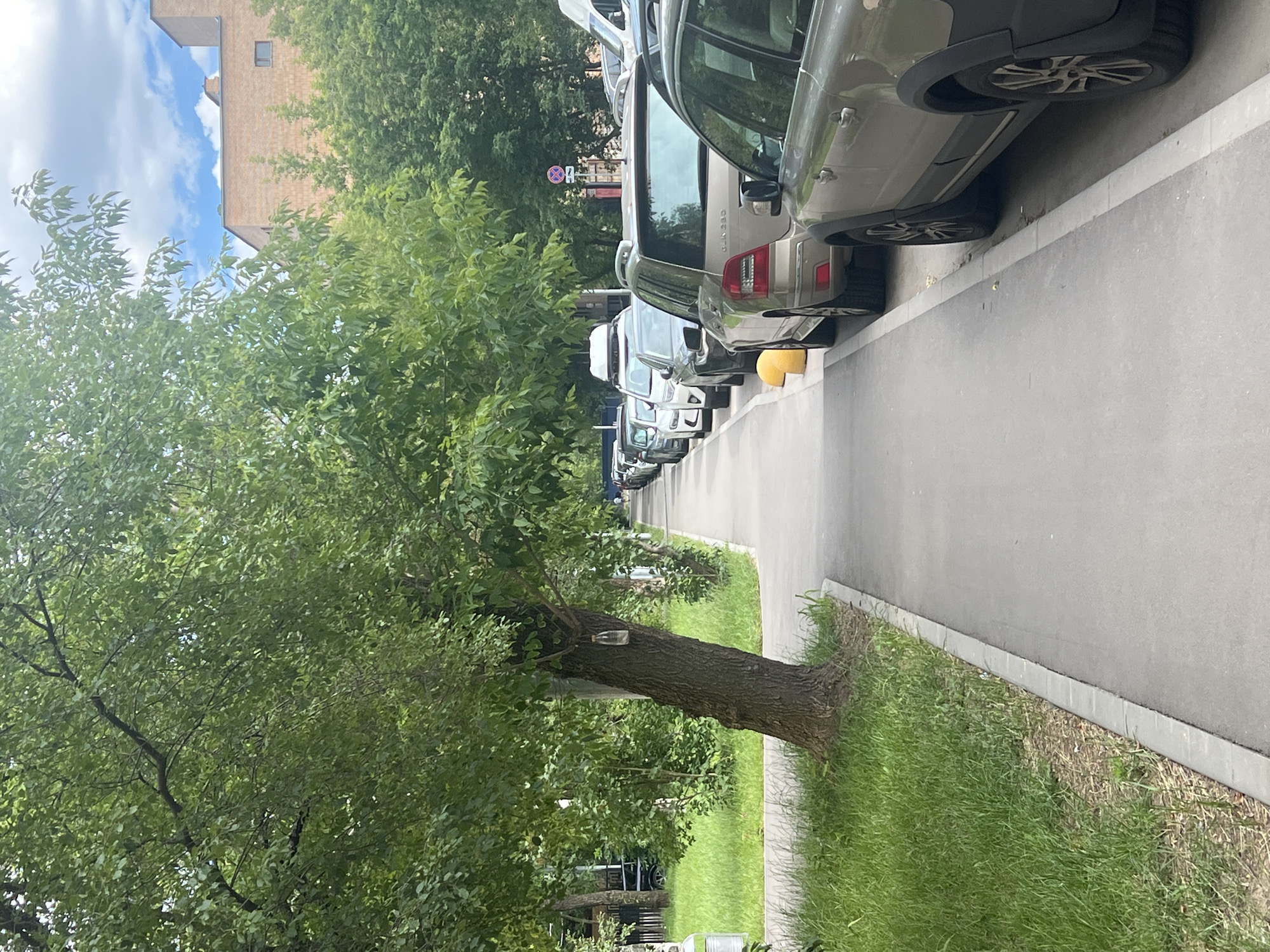 The image shows a row of cars parked along a sidewalk in Moscow, Russia. A large tree with green leaves is prominent in the foreground, leaning over the sidewalk. The sidewalk is made of concrete and runs alongside a grassy area. The cars are parked bumper to bumper, with several different makes and models visible. One car has a yellow traffic cone or wedge underneath its wheel.
In the background, a building with a brick facade and a few windows can be seen, along with more trees and a cloudy sky. The lighting suggests it is daytime, likely a cloudy or overcast day. There is no visible activity taking place beyond the parked cars. A small, empty glass bottle is attached to the trunk of the tree in the foreground. A round sign with a red border and a red diagonal line across it, indicating "no stopping" or a similar traffic restriction, is visible further down the street among the trees and cars. The scene appears to be in a residential or urban area with trees and greenery.