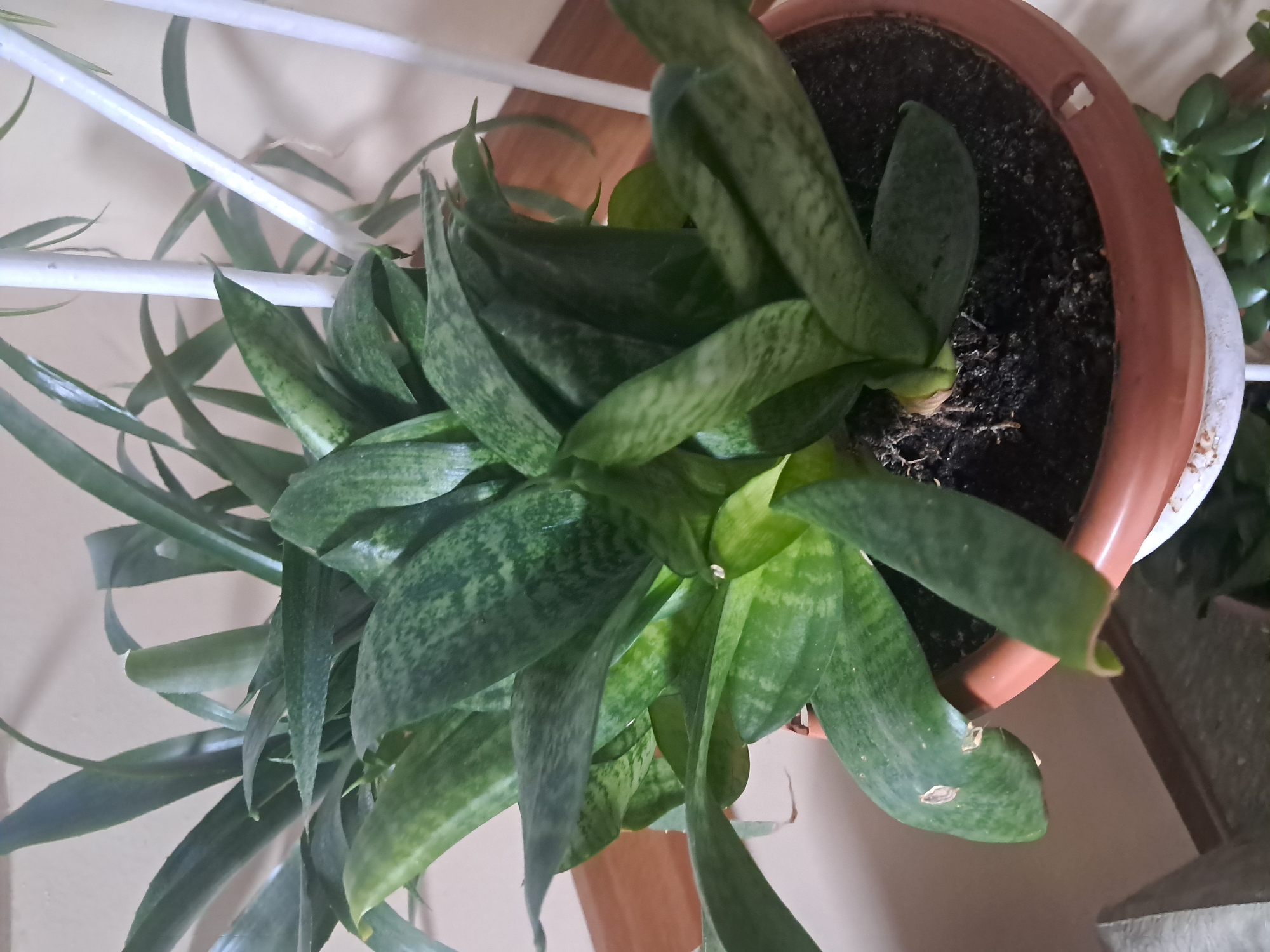 An indoor potted snake plant is shown from a medium-high angle. The plant is in a brown, circular pot with dark soil. The leaves are lance-shaped, dark green with lighter green or greyish mottling, and some appear to be bending or wilting slightly. The plant is situated indoors on a surface, possibly a table, with a neutral-colored wall in the background. There are some white support stakes visible behind the plant, and the bottom edge of another plant with plump green leaves is visible in the lower right corner. No people or animals are present. The location of this image is not specified and cannot be determined from the visual information.