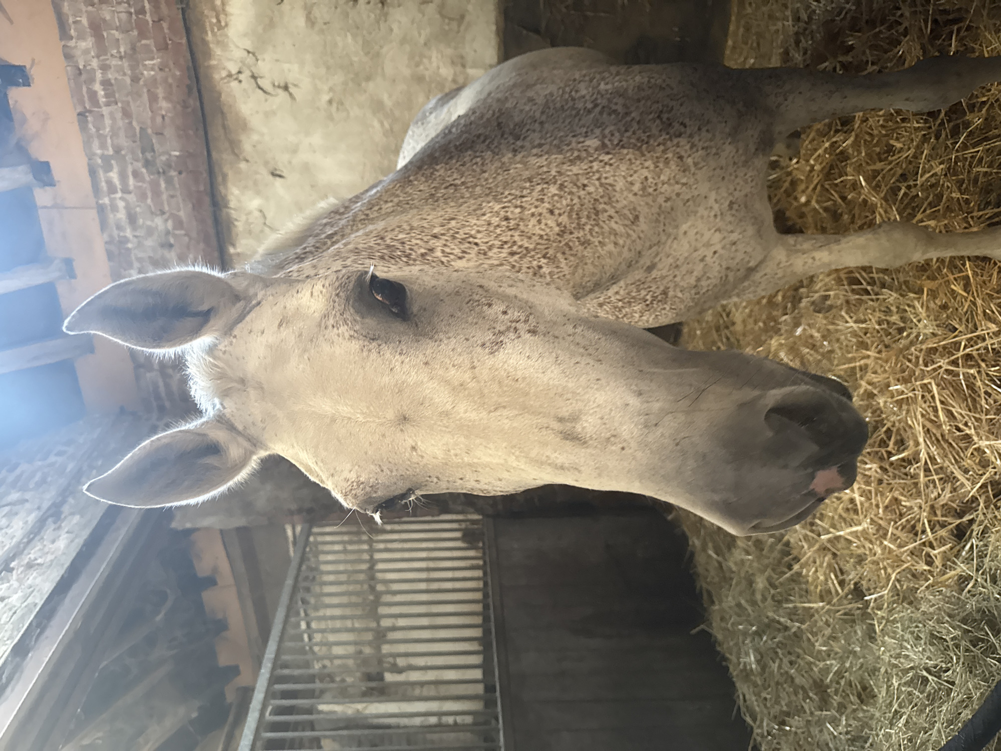 A light-colored horse with dappled markings stands in a stable stall filled with hay. The horse's head is facing the camera, and its eyes are open. The stall has metal bars in the background, a brick wall to the right, and wooden beams and a roof overhead. The lighting suggests it is daytime, with light coming from above. This scene is likely in a rural area of Estaimpuis, Belgium.