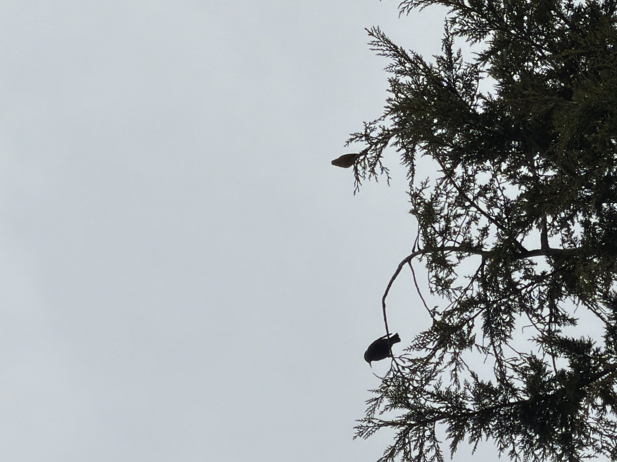 The image depicts an outdoor scene in Esch-sur-Alzette, Luxembourg, primarily focused on the upper portions of two coniferous trees against an overcast sky. The sky, a uniform light grey, occupies approximately two-thirds of the frame, indicating diffuse lighting conditions. In the lower third, the dark silhouettes of dense, needle-leafed tree branches are visible.
Two birds are perched within the upper structure of the trees. A larger, dark-feathered bird is positioned on a horizontal, mostly bare branch extending from the left cluster of foliage, facing slightly right. To the right, a smaller, darker bird is perched on a topmost branch of a separate, dense cluster of foliage, facing left. Both birds appear stationary. The trees and birds are largely backlit, rendering them in silhouette against the bright sky. No human presence or artificial structures are discernible.