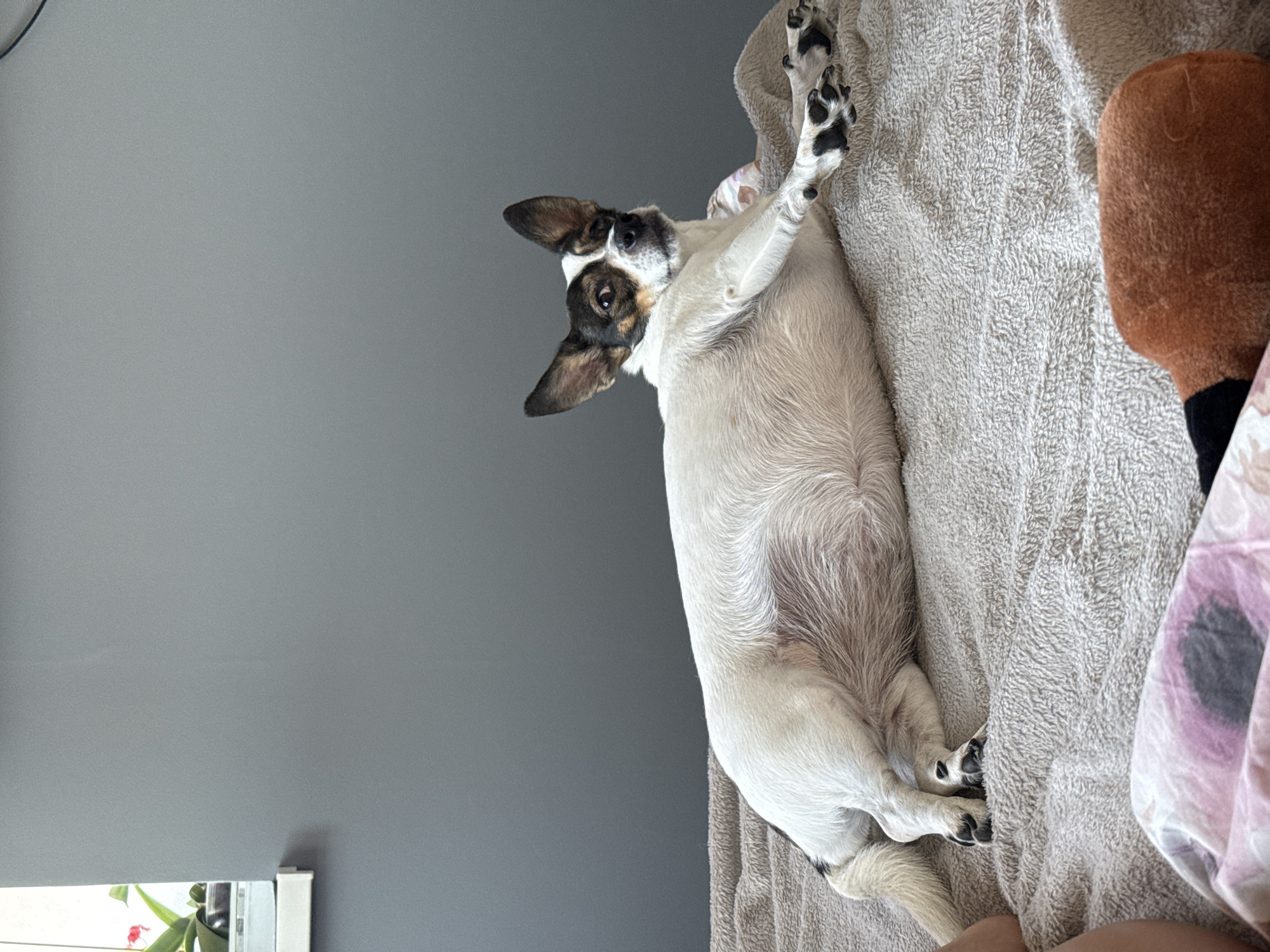 A small, white and black dog is lying on a textured, taupe blanket indoors, likely on a bed. The dog is positioned on its side with its head turned towards the camera, looking to the right. Its front right paw is extended and resting on the blanket, while its hind legs are tucked underneath. The dog has prominent black markings on its face, including around its eyes and ears, and black spots on its paws. In the background, a gray wall is visible, with a sliver of a window on the left side showing a plant with red flowers. A portion of a person's leg and a stuffed toy are also present in the foreground. The image does not contain information that would allow for its location in Września, Poland.