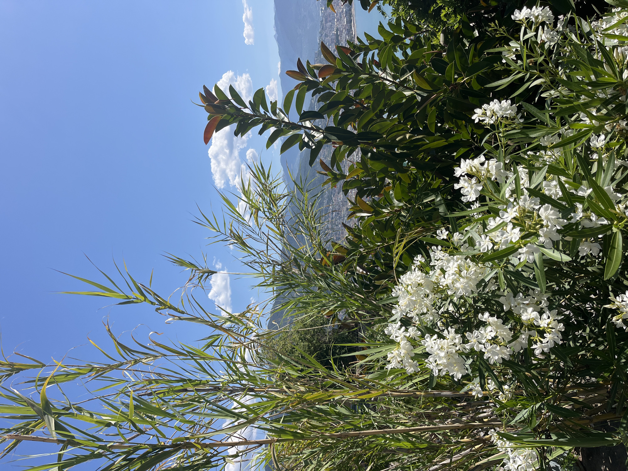 The image captures a scene in Alanya, Turkey, presenting a view from an elevated perspective. The sky is bright blue with scattered white clouds. In the midground, there are various types of green foliage and some white flowers. In the background, a city can be seen extending along the coastline with mountains rising in the distance.