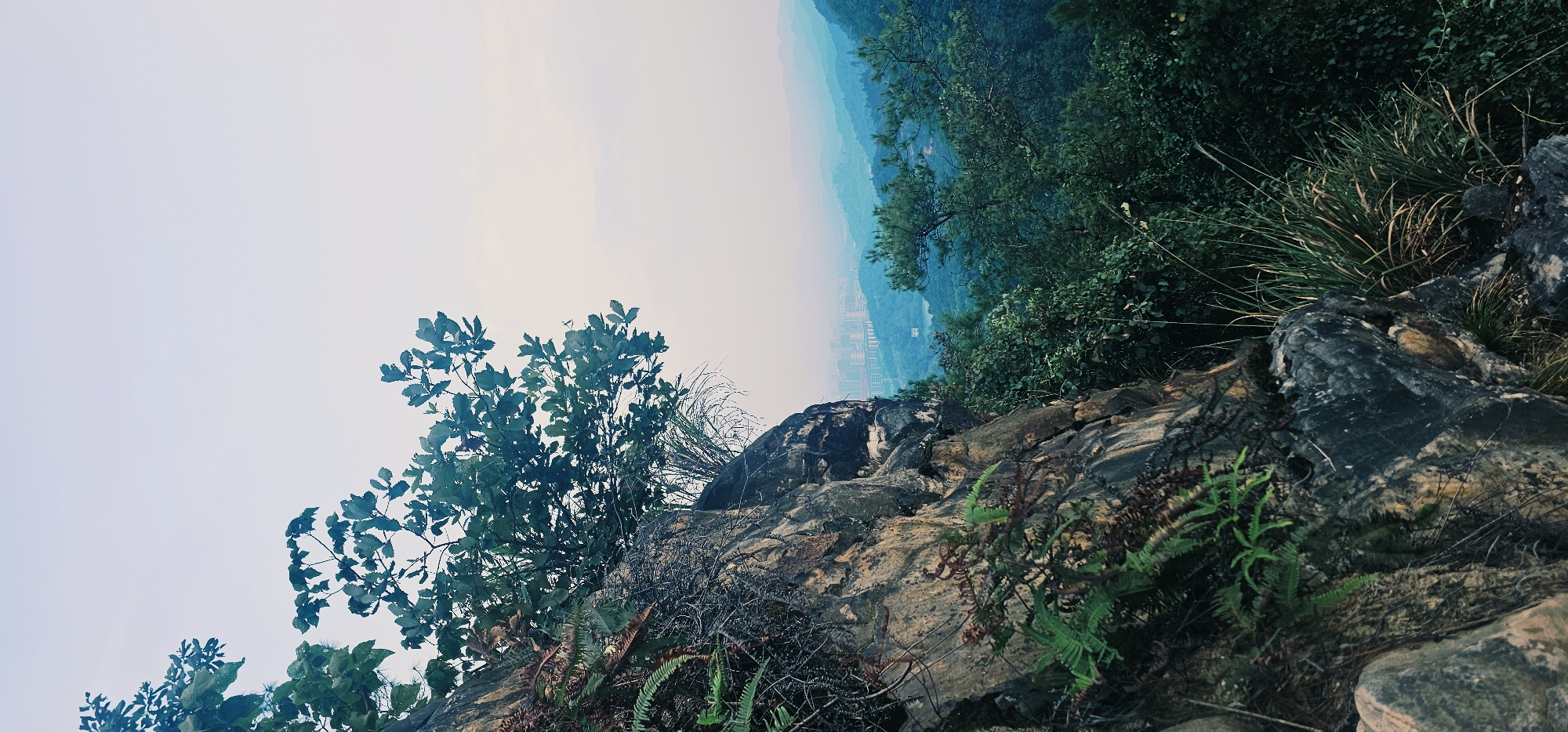 The image shows a view from a cliff face in Chongqing High-tech Zone, China, overlooking a misty valley and a distant city skyline. The foreground is dominated by a rugged, rocky cliff with lush green foliage, including ferns and a large leafy tree branch extending from the top left. The rock face displays varied textures and colors, from earthy browns and grays to dark, almost black sections. Below the cliff, a dense forest covers rolling hills, leading towards a hazy urban landscape with numerous buildings and a body of water visible. The sky above is a pale, overcast gray, suggesting a muted light condition. No people or animals are visible in the scene.