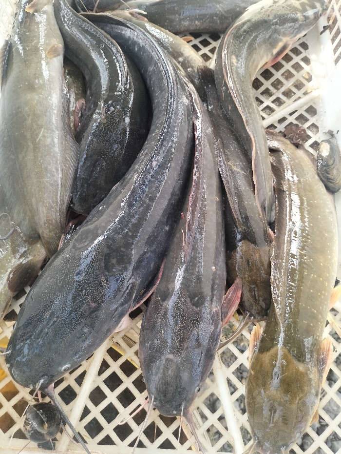 A close-up shows a pile of catfish in a white plastic crate. The fish vary in color from dark gray to lighter olive tones. Their smooth, wet skin reflects light, highlighting their rounded bodies and long whiskers. The catfish are arranged haphazardly, filling the container. The crate's grid pattern is visible beneath the fish.