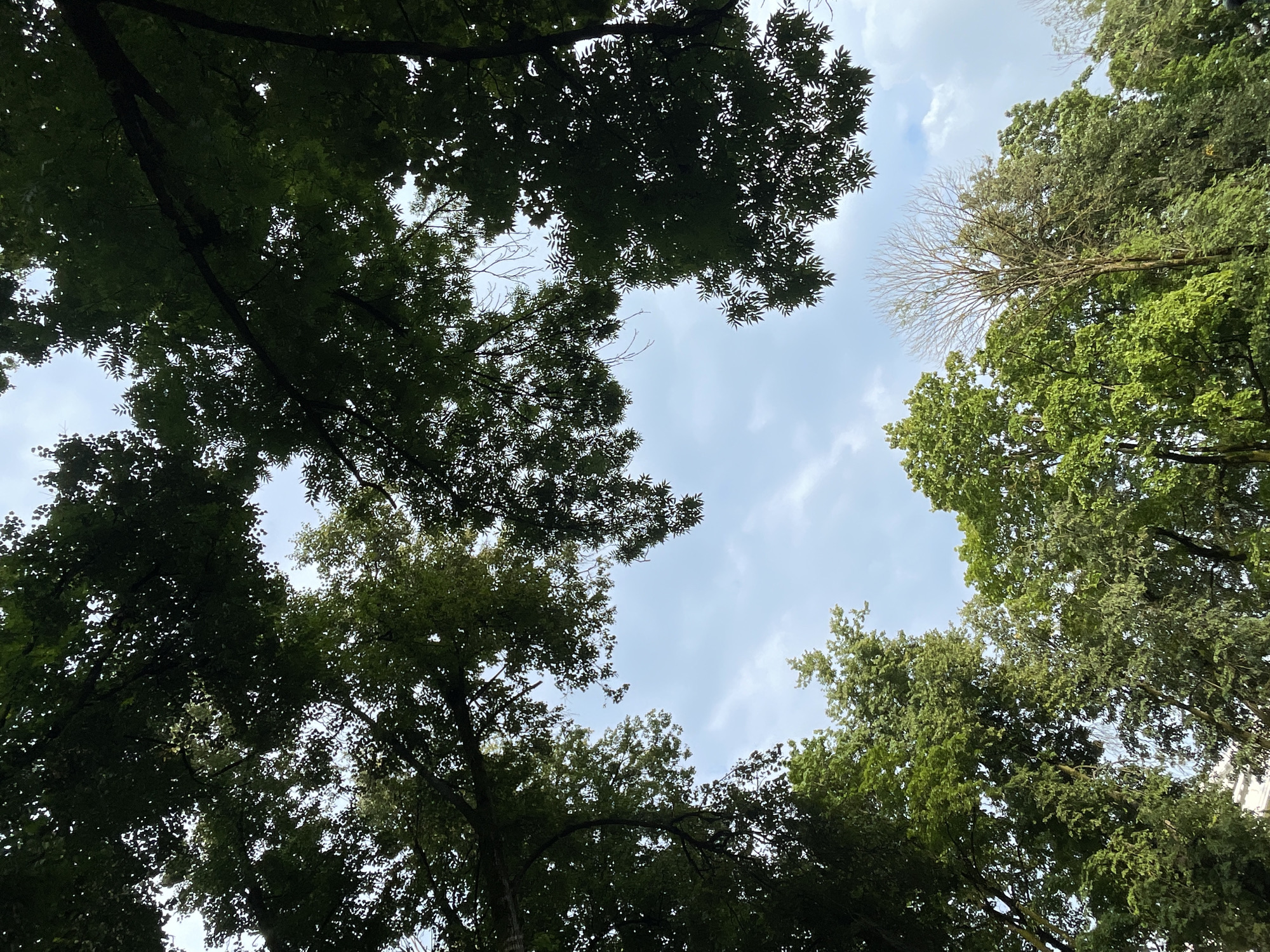 A low-angle shot captures a canopy of lush green trees against a partly cloudy sky. The branches of the trees form a natural frame, with the sky visible in the center. The foliage is dense, with leaves of varying shades of green. In the background, a dead tree with bare branches stands out amidst the greenery. The scene appears to be an outdoor environment, possibly a park or a wooded area within the city of Radkevshchina, Russia. There are no people or animals visible in the frame. The overall impression is one of natural beauty and the juxtaposition of life and decay within a landscape.