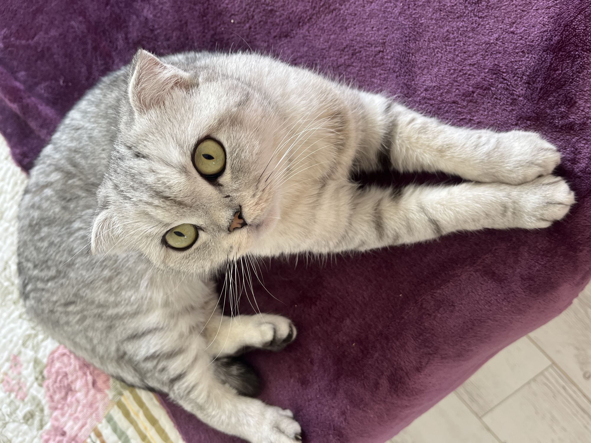 A silver tabby cat is lying on a purple cushion. The cat is looking up towards the camera. The edge of a patterned blanket is visible to the bottom left, and light-colored flooring is seen in the lower right of the image. The location is not discernible from the image.