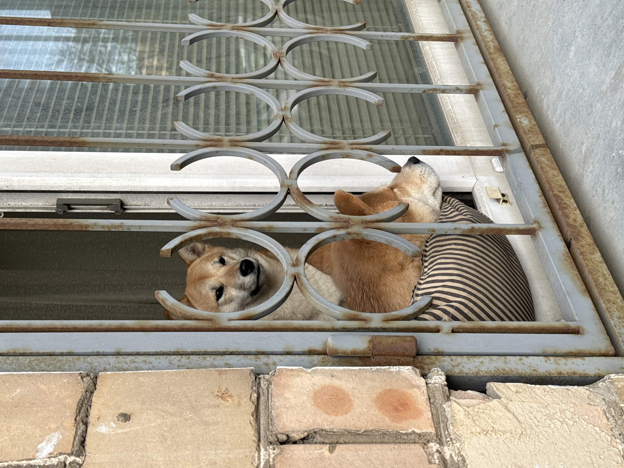 A tan Shiba Inu dog is positioned behind an old, grey, metal window security grill. The dog is partially lying on a brown and black striped pillow. The window looks out onto a venetian blind. The window is set into a brick wall. The brick is various shades of orange and tan. The wall is cracked. The location is likely Moscow, Russia, based on the architectural details of the window and brickwork.