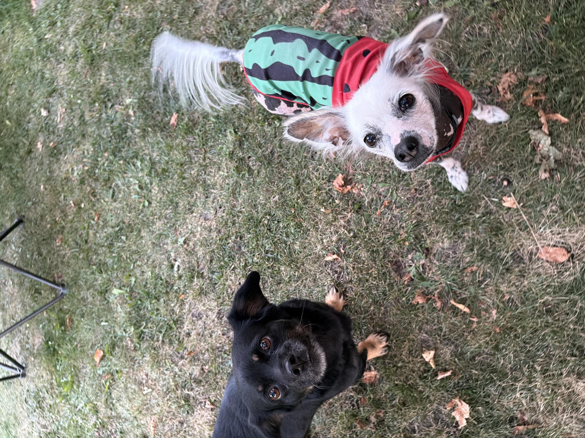 Two dogs are on a grassy lawn. The dog on the left is small, black, and tan with brown eyes and floppy ears. It is looking up and to the left. The dog on the right is a Chinese Crested with white fur, pink skin, and dark eyes. It is wearing a green and red watermelon-print outfit. Its tail is white and fluffy. The dog is looking up and to the right. There are scattered brown leaves on the grass. A portion of a metal camping chair is visible in the upper left corner.