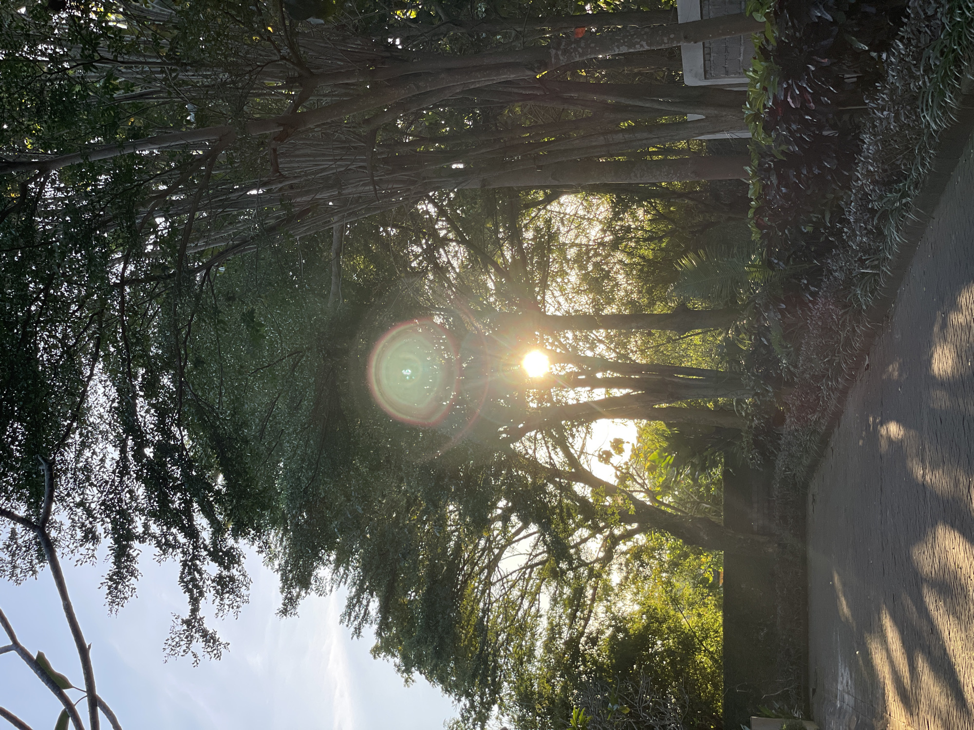 The image captures a sunlit path in an unknown city. Trees line the path, their branches creating a canopy through which the sun shines, producing a lens flare effect. The path appears to be paved with dark bricks. Lush greenery fills the right side of the frame. The scene is captured in daylight, likely during the early morning or late afternoon due to the angle of the sunlight.