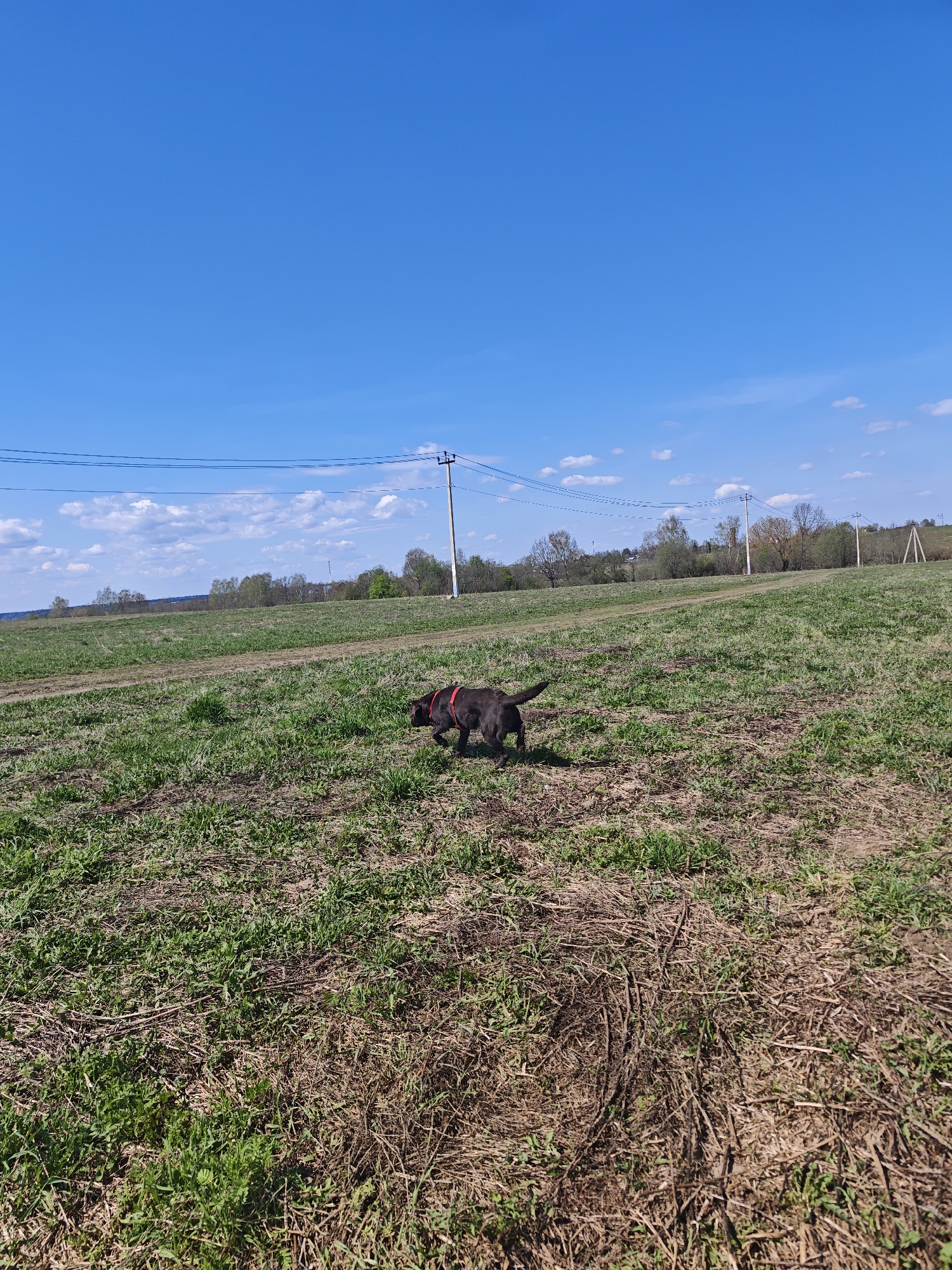 The image depicts a medium-sized brown dog wearing a red collar walking through a field. The field is covered in patches of green grass mixed with areas of brown, dry vegetation. In the background, there is a treeline and a series of utility poles with power lines stretching across the landscape. The sky is mostly blue with scattered white clouds. The location appears to be a rural or semi-rural area, with no visible buildings or urban infrastructure.