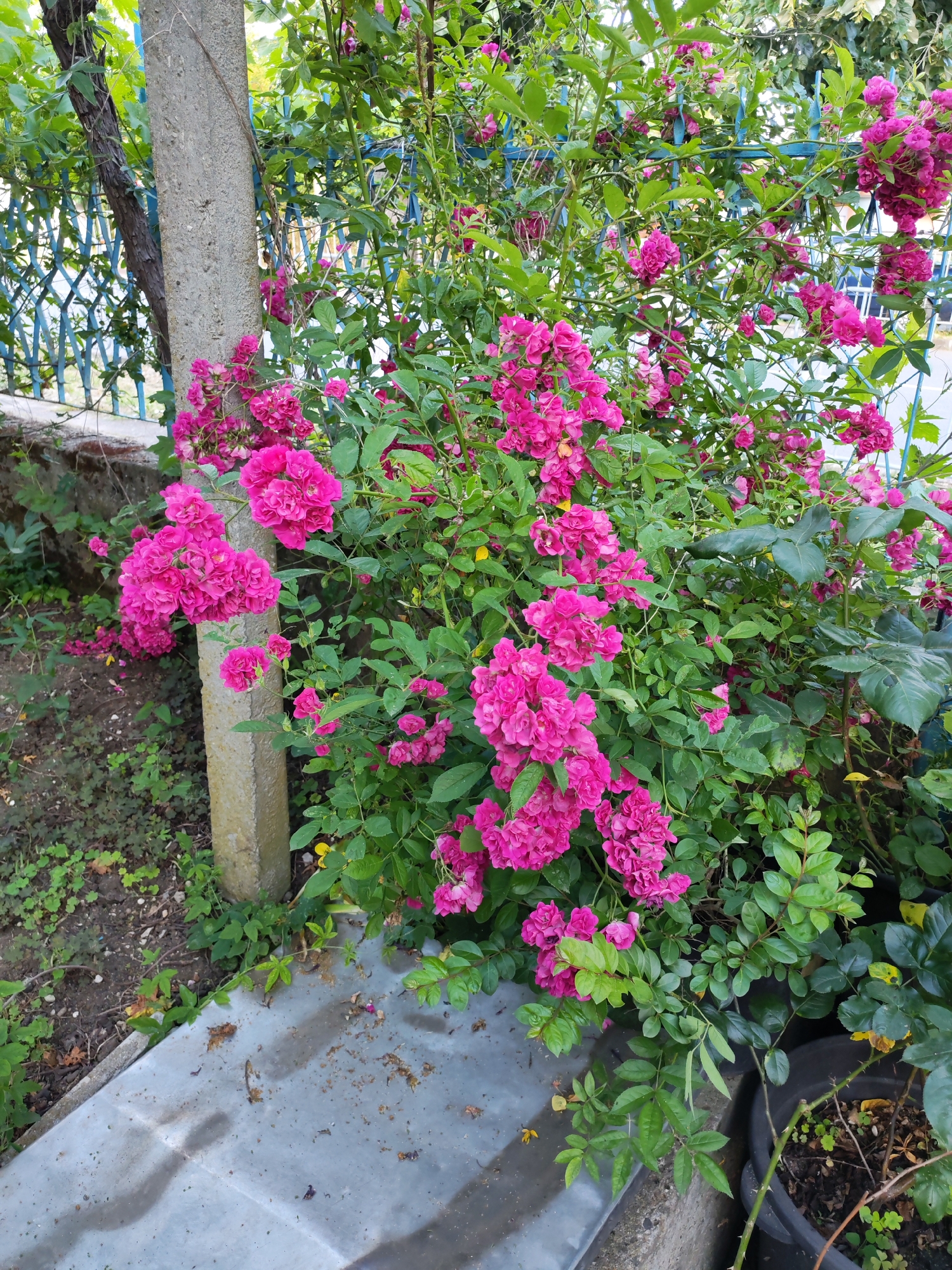 An outdoor scene in the city of Marinka, Bulgaria, depicts a dense rose bush in full bloom. The bush, located centrally and extending to the right, is covered with numerous clusters of small, vibrant magenta-pink roses, contrasting sharply with its dark green foliage. A grey, rough-textured concrete post stands vertically on the left side, partially enveloped by the flowering branches of the rose bush. Behind the rose bush and the concrete post, a blue metal fence or trellis featuring a repeating geometric pattern is visible. A dark-barked tree trunk is partially discernible behind the concrete post and the fence. The ground to the immediate left of the concrete post consists of dark soil with sparse green ground cover. In the lower foreground, a flat grey concrete surface, appearing as a section of a path or patio, is visible, marked by scattered organic debris, dirt, and wet stains. To the bottom right, a black plastic plant pot containing soil and small green plants is partially present. No individuals or animals are depicted in the image. The scene is illuminated by natural light, indicating daytime.