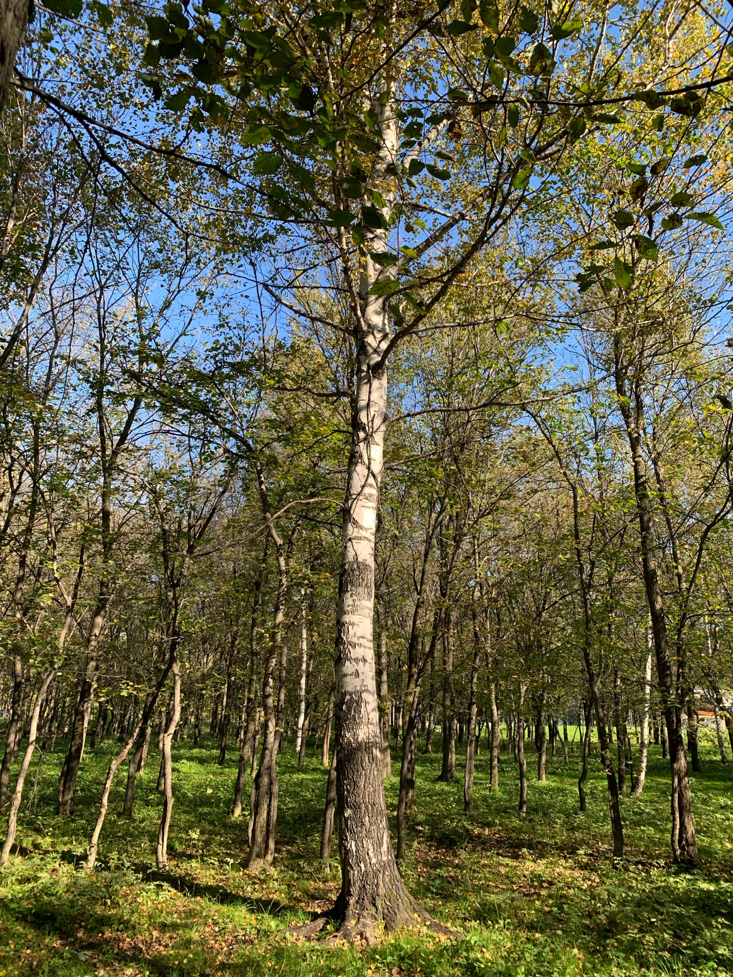 A low-angle shot captures a birch tree in the foreground of a wooded area. The tree's distinctive white and black bark is prominent. The ground is covered with lush green grass and fallen leaves, with dappled sunlight filtering through the branches. In the background, a dense forest of slender trees stretches into the distance, with a clear blue sky visible through the canopy. The scene is set in the city of Prokopyevsk, Russia.