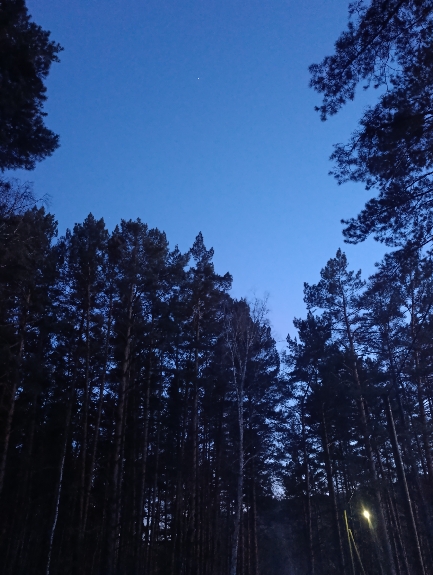 The image depicts a nighttime forest scene. Tall pine trees are silhouetted against a deep blue sky, with tree branches visible at the top corners of the frame. A single, bright star is visible in the upper center. A birch tree with pale bark stands out amongst the darker pines, and a single streetlight illuminates the base of the trees at the bottom right of the frame. The photo was taken in the city of Krasnoyarsk, Russia.