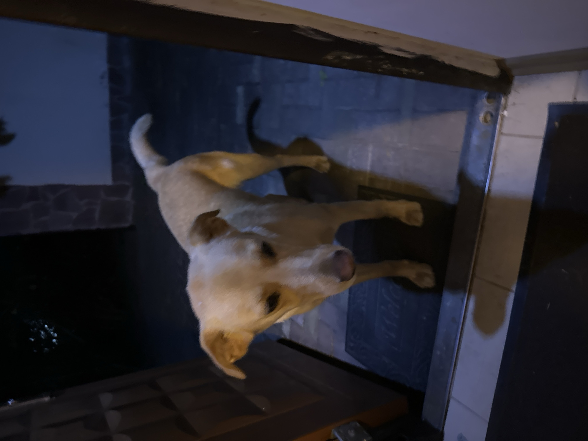 A medium-sized, light-colored dog stands on a dark blue welcome mat in front of a doorway. The dog is facing the camera, with its head tilted slightly down. The environment appears to be outdoors at night, with dim lighting and some architectural elements visible in the background, including stone-like textures and a dark doorway on the left. The ground is tiled. The overall impression is that of a dog waiting at a threshold. No specific details about the city of Sochi, Russia, can be inferred from the image.