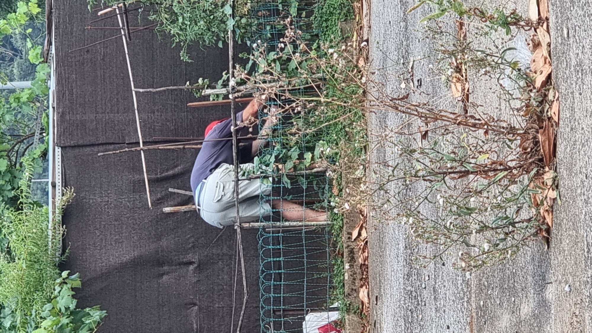 In Sant Joan les Fonts, Spain, a person is gardening behind a green metal fence. The individual, wearing a dark blue shirt and light grey shorts, is bent over, tending to plants. A red cap is visible on their head. The background features a dark brown mesh fence, some trellises, and lush green foliage. In the foreground, dry weeds and fallen leaves litter a paved surface. The scene appears to be an outdoor residential or community garden.