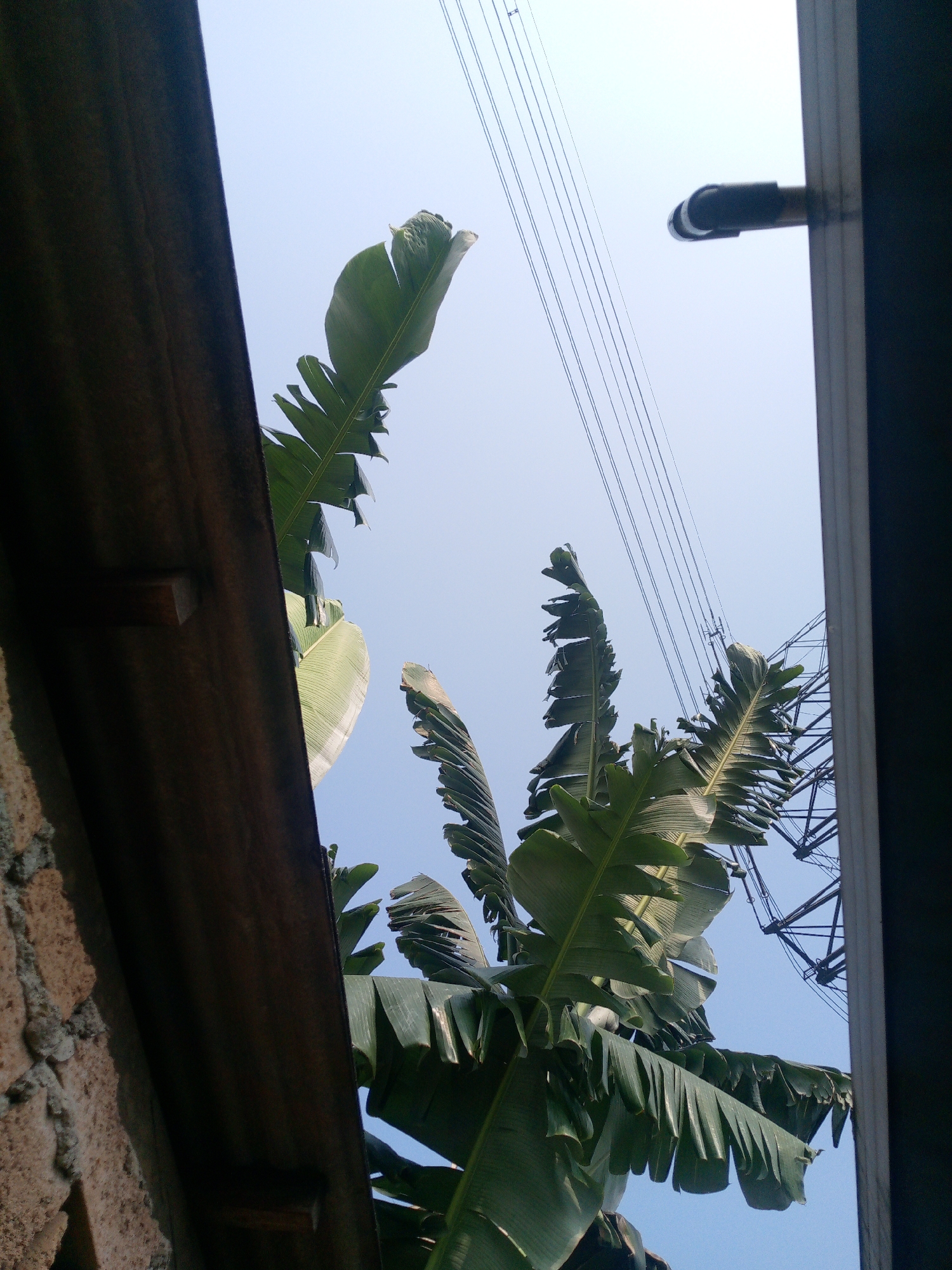 The image captures a low-angle view of banana leaves against a clear, pale blue sky. The leaves are large and green, with some appearing tattered. They are interspersed with power lines and the silhouette of a tall, industrial metal structure, possibly a transmission tower or part of a construction site. In the foreground, on the left, a textured, rough wall, possibly made of concrete blocks and plaster, is visible. A dark, weathered wooden beam runs horizontally across the upper portion of this wall. On the right, a dark, vertical frame suggests the viewpoint is from within or looking through an opening. The scene appears to be outdoors in an urban or semi-urban environment, potentially in Dukuh, Indonesia, given the presence of banana trees, common in such regions, and the likely overhead power infrastructure. There are no people or animals visible in the frame. The lighting suggests it is daytime.