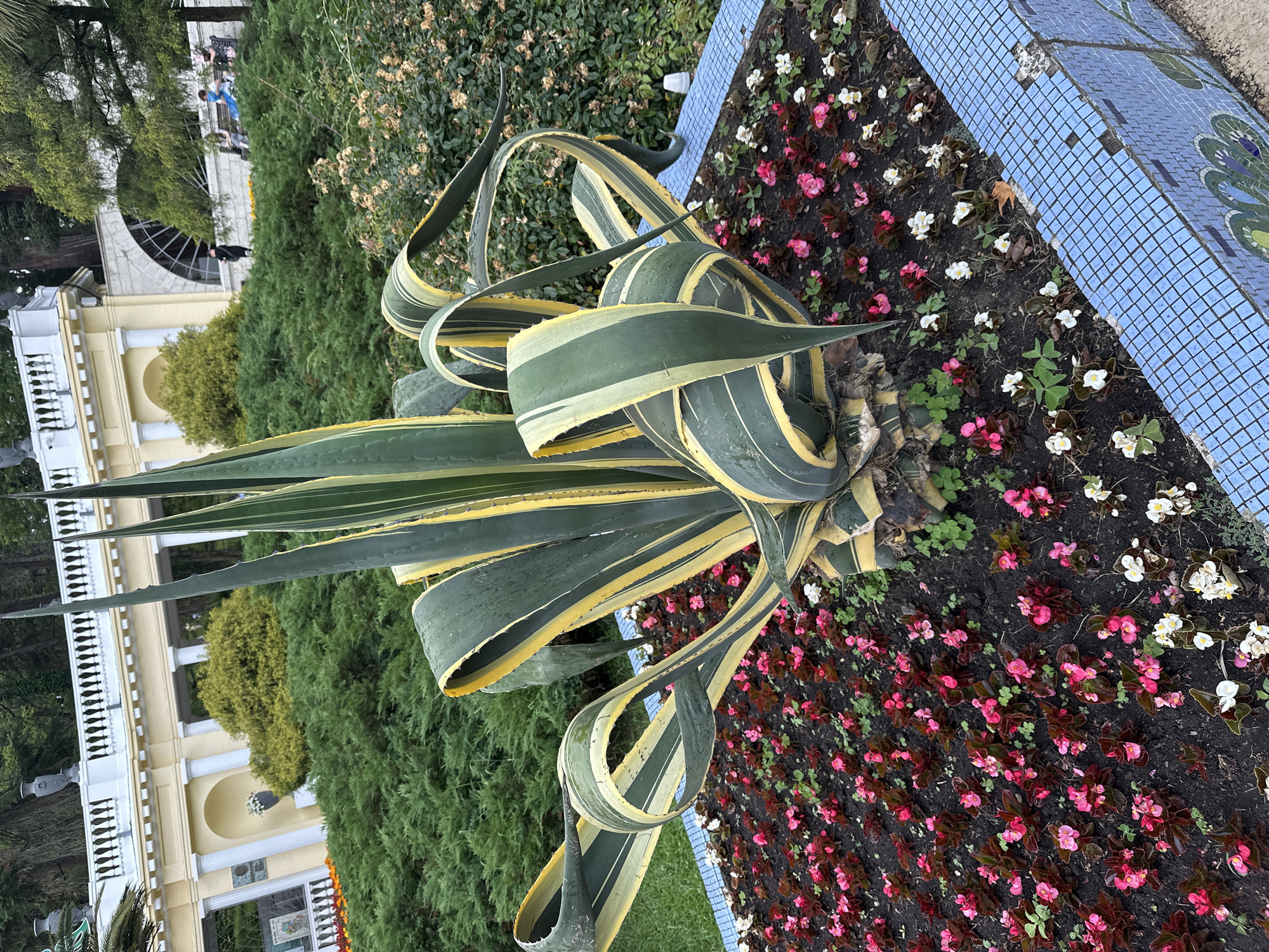 The image captures a close-up view of a large, variegated agave plant with striking green and yellow striped leaves, centrally positioned in a flowerbed. The flowerbed is bordered by a light blue mosaic tile wall and is densely planted with small pink and white flowers, likely begonias, growing in dark soil. In the background, a lush green hedge forms a backdrop for a light yellow building with white columns and a white balustrade, characteristic of architecture found in Sochi, Russia. Further in the distance, a few individuals are visible on benches, suggesting a public park or garden setting. The overall scene is serene and showcases a well-maintained garden environment.