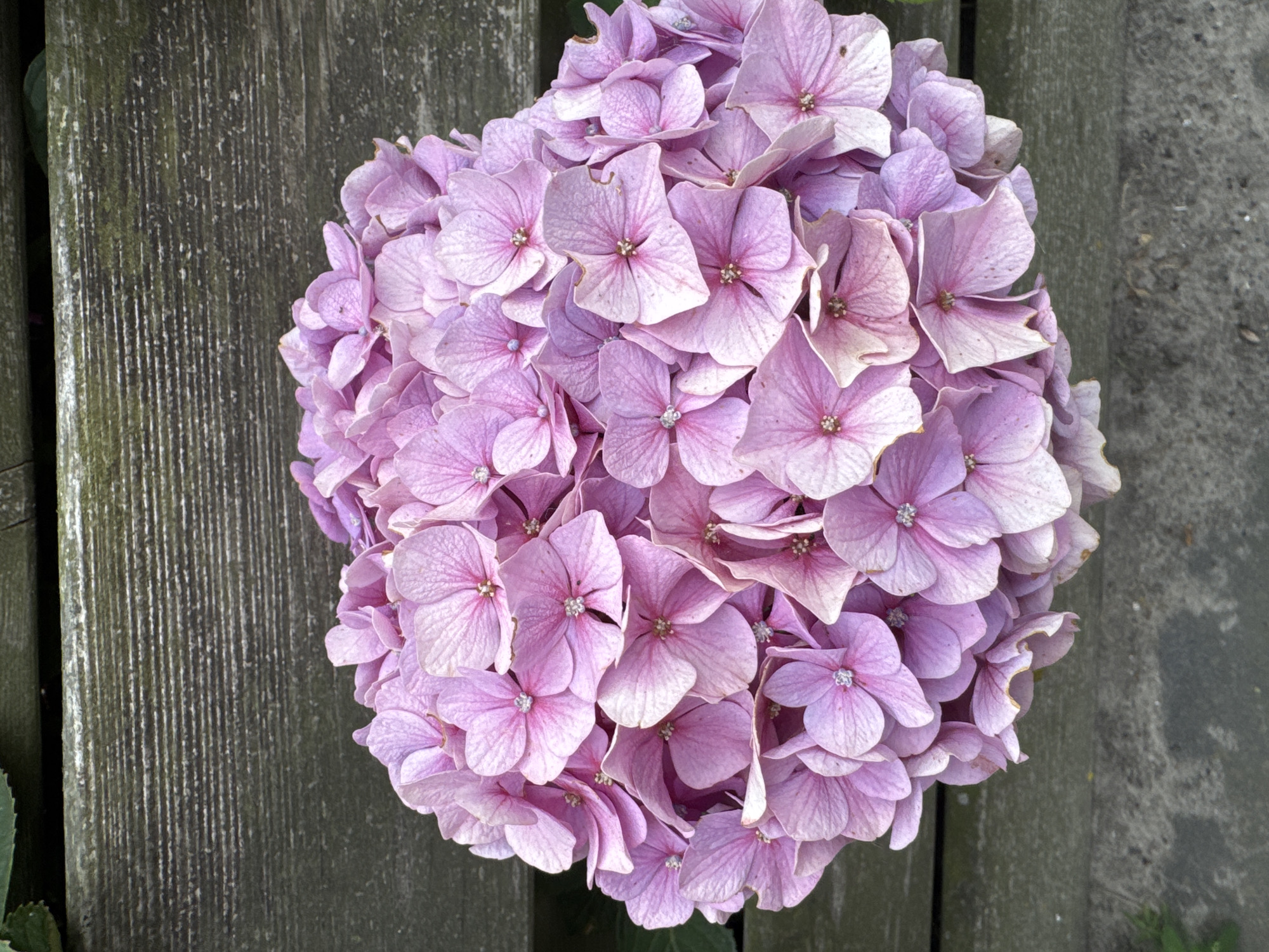A close-up, overhead shot focuses on a large, rounded cluster of light pink hydrangea flowers. The petals are delicate, with visible veins and some showing signs of drying at the edges. In the center of each flower, there are small, star-shaped formations. The flowers are arranged densely, creating a textured, ball-like shape.
Behind the hydrangea, a weathered wooden surface is visible. It appears to be made of horizontal planks with a textured, slightly greyish-green patina, suggesting it's an outdoor element that has been exposed to the elements. The wood grain is clearly discernible.
The foreground and bottom of the image show a grey, textured surface that could be concrete or stone, with a hint of green foliage peeking in from the lower left corner.
The image was captured outdoors, possibly in a garden or on a patio area in Petten, Netherlands, given the naturalistic setting and the presence of the wooden structure which might be part of a bench or fence. There are no people or animals present in the scene. The lighting suggests it is daytime, possibly overcast or with diffused sunlight, as there are no harsh shadows.