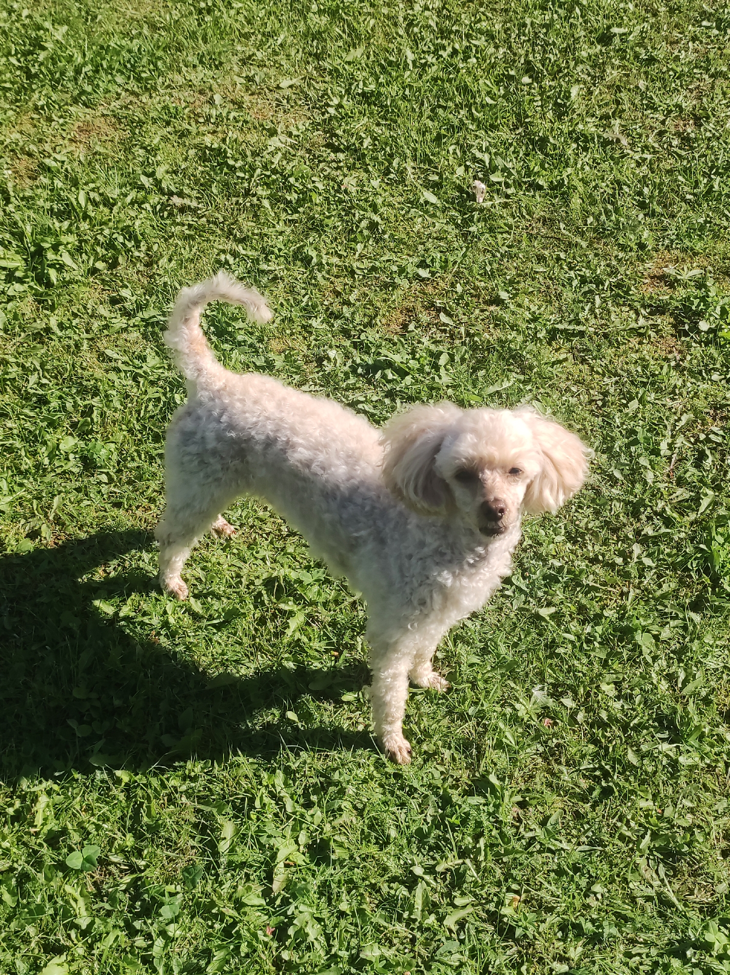 A light-colored poodle stands on a bright green lawn under direct sunlight. The dog is facing the viewer with its head slightly tilted and its tail curled upwards. The grass is short and appears somewhat uneven, with scattered patches of drier, brown blades. The dog casts a distinct shadow to its left. The overall scene suggests an outdoor setting, likely a backyard or park. The image does not contain any specific details that would allow for pinpointing its location within the city of Фоки, Russia.