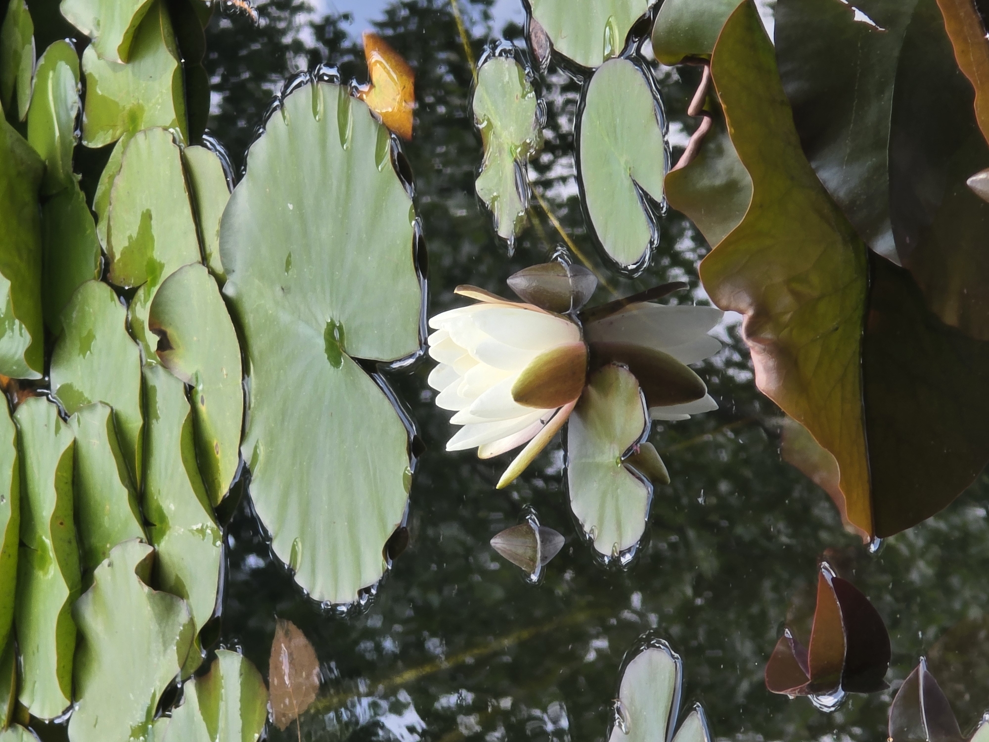 A still-life photograph presents a lily pond, dominated by the varied green hues of lily pads and a single, partially opened white water lily. The pads, of different sizes and shapes, float on the water's surface, some displaying droplet-like reflections, suggestive of recent rain. The water reflects the surrounding environment, including a hint of blue sky. The photograph was taken in Sofia, Bulgaria.