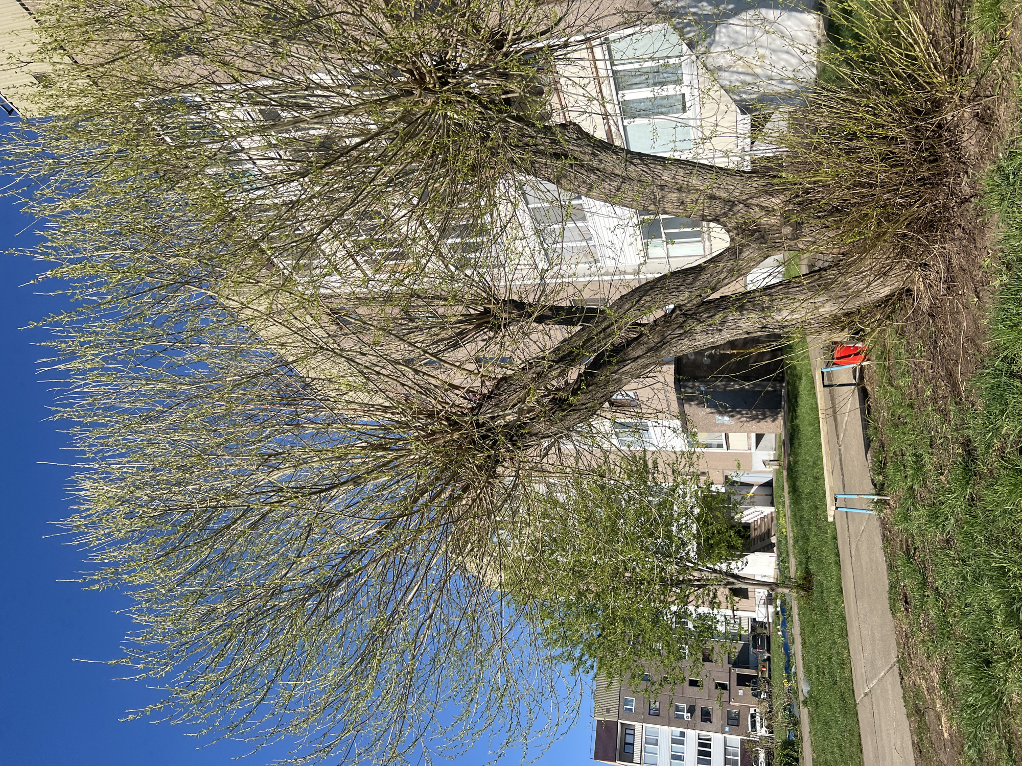 The image shows a view of a tree with thin branches and some emerging leaves in an urban setting. Behind the tree is a multistory apartment building with multiple windows. A sidewalk runs parallel to a grassy area near the tree. Another building can be seen further down the sidewalk. The sky is clear and blue. The location is in the city of Марковский, Russia. There are no people visible in the image. A bench with a red element is present next to the sidewalk.