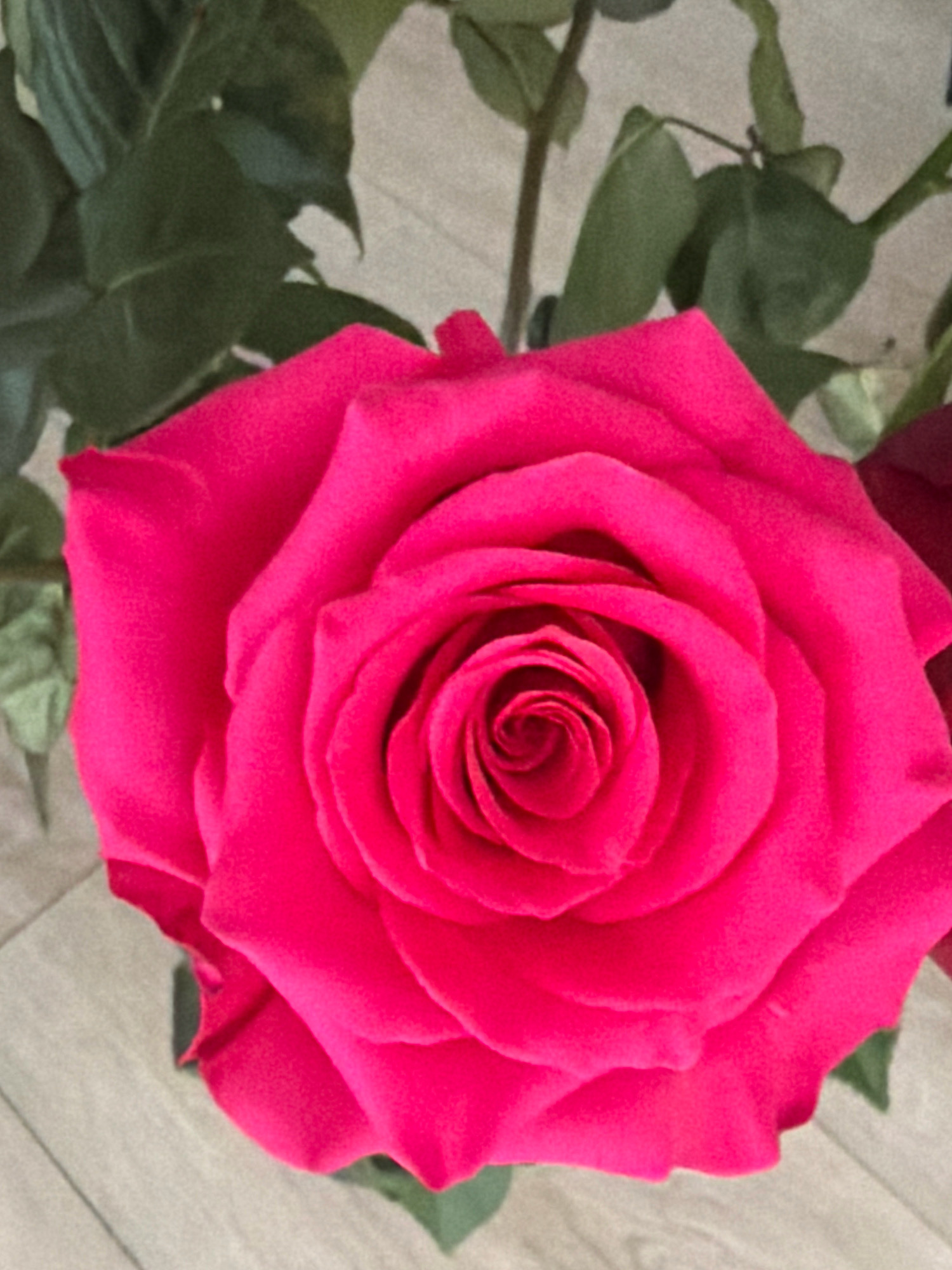 The image is a close-up, overhead view of a vibrant pink rose. The rose's petals are tightly furled towards the center, creating a swirl pattern. The texture of the petals appears soft and velvety. In the background, out-of-focus green leaves and stems are visible, along with a light-colored, textured surface that could be a wooden floor or table. There are no people or actions depicted in the image, and the location is not discernible from the visual information provided. The image is not from Wrocław, Poland.