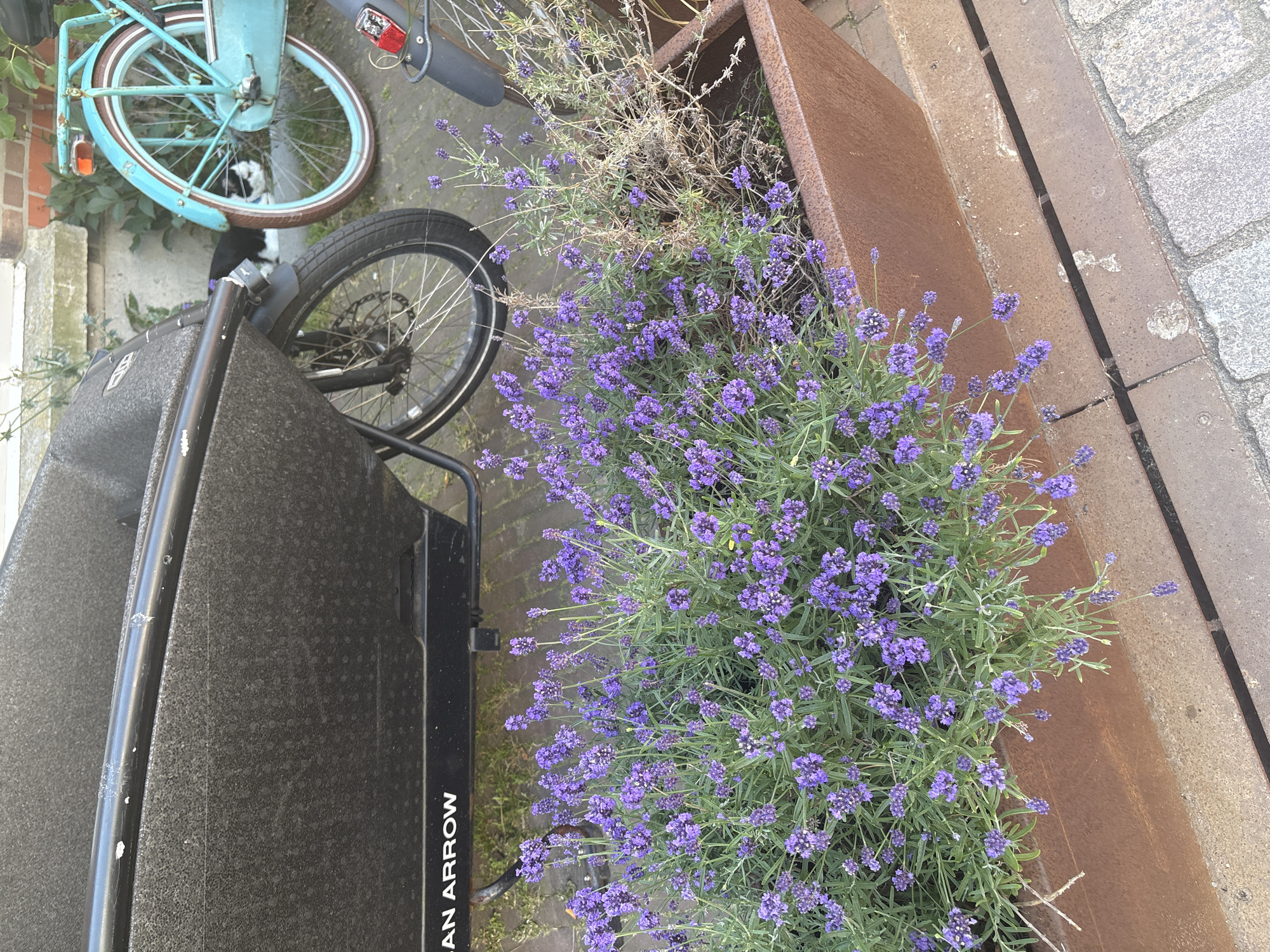 A cargo bike with a black box is parked next to a planter filled with blooming lavender. To the right, a teal bicycle is also parked. The scene appears to be on a cobblestone street in the city of The Hague, Netherlands, indicated by the architectural style and the presence of bicycles.