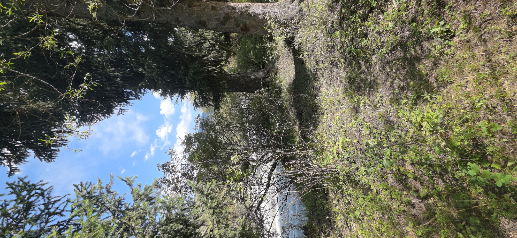 An eye-level, full shot captures a natural scene of a forested area beside a body of flowing water. In the foreground, a pathway is visible, partially shaded by trees. Lush green vegetation, including grass and small plants, covers the ground. To the left, a river flows with a visible current. In the midground, a deciduous tree with bare branches stands out. The background features more trees and a bright blue sky dotted with white clouds. The image appears to be taken in a rural, mountainous region.