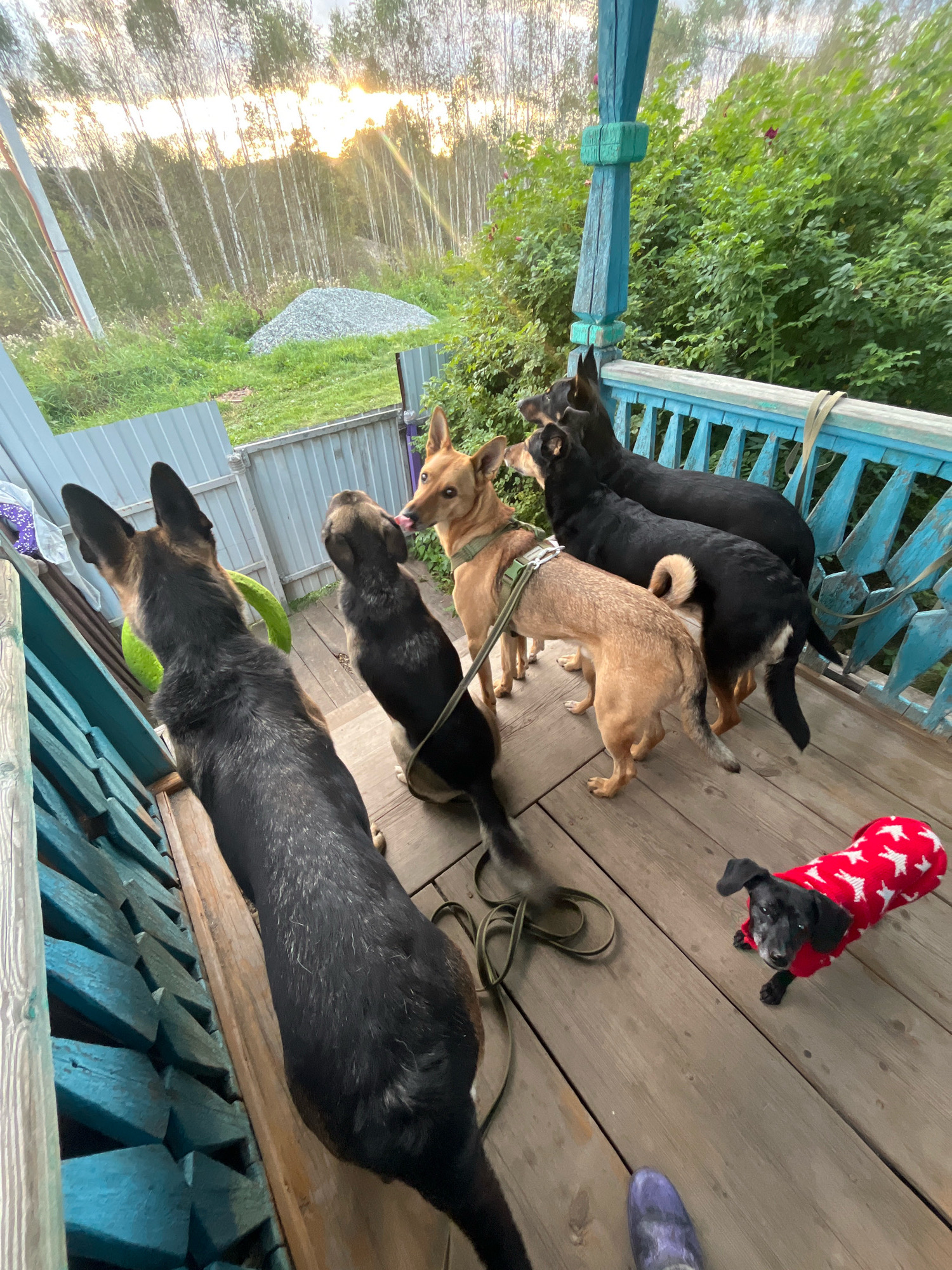 Six dogs are on a wooden porch. The dogs are of various breeds and sizes. The dog on the far left appears to be a German Shepherd, facing left, with its back to the camera. To its right, a smaller dog with tan fur is facing the German Shepherd, licking its ear. Next to that dog, another black dog is facing away from the camera. Behind these dogs, two larger black dogs are standing next to each other, looking to the left. In the foreground to the right, a small black dog wearing a red sweater with white stars is looking at the camera. The porch has a blue railing and wooden floorboards. In the background, trees are visible under a cloudy sky with the sun setting. The location is not the city of Nizhny Tagil, Russia, but appears to be a rural setting with a house and natural surroundings.