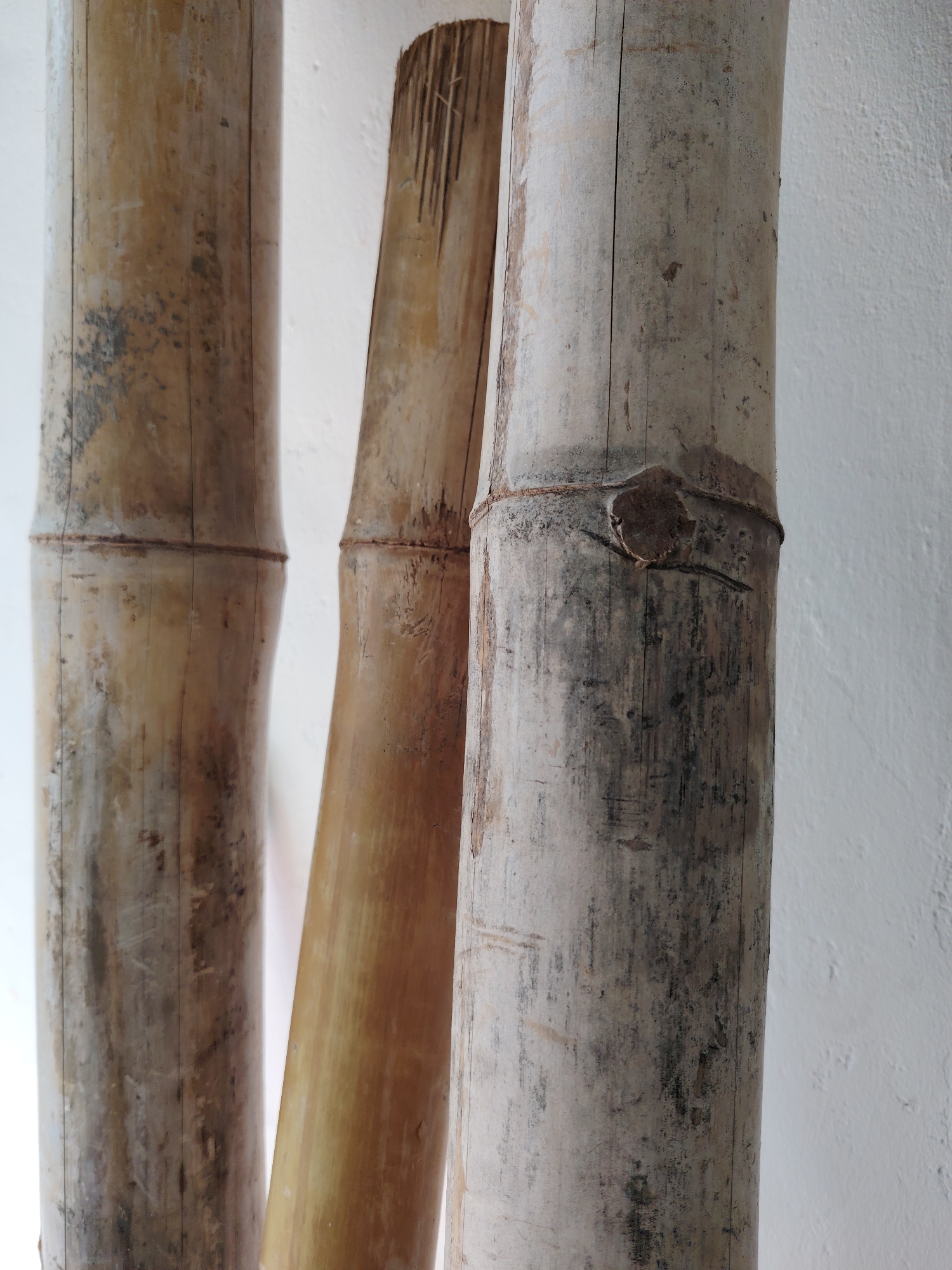The image captures a close-up, vertical view of three aged bamboo poles leaning against a plain, light-colored wall. The poles vary in color and texture, showcasing natural wear and weathering.
The leftmost bamboo pole is a mottled light brown and grey, with noticeable dark patches, possibly mold or dirt, and vertical striations along its surface. The middle pole, slightly set back, is a warmer, more uniform golden-brown color, and appears smoother, though its top section shows splintered wood. The rightmost pole is predominantly light grey with significant dark discoloration, cracks, and a prominent, rough-textured node. All poles display distinct horizontal nodes at irregular intervals.
The background is a simple, off-white or light grey wall, providing a clean contrast to the textured bamboo. The wall's surface appears slightly uneven, suggesting plaster or paint. The lighting is soft and even, highlighting the intricate details and imperfections of the bamboo without casting harsh shadows. There are no people or specific activities depicted. No text is visible in the frame. The overall impression is one of natural, rustic elements set against a minimalist backdrop.