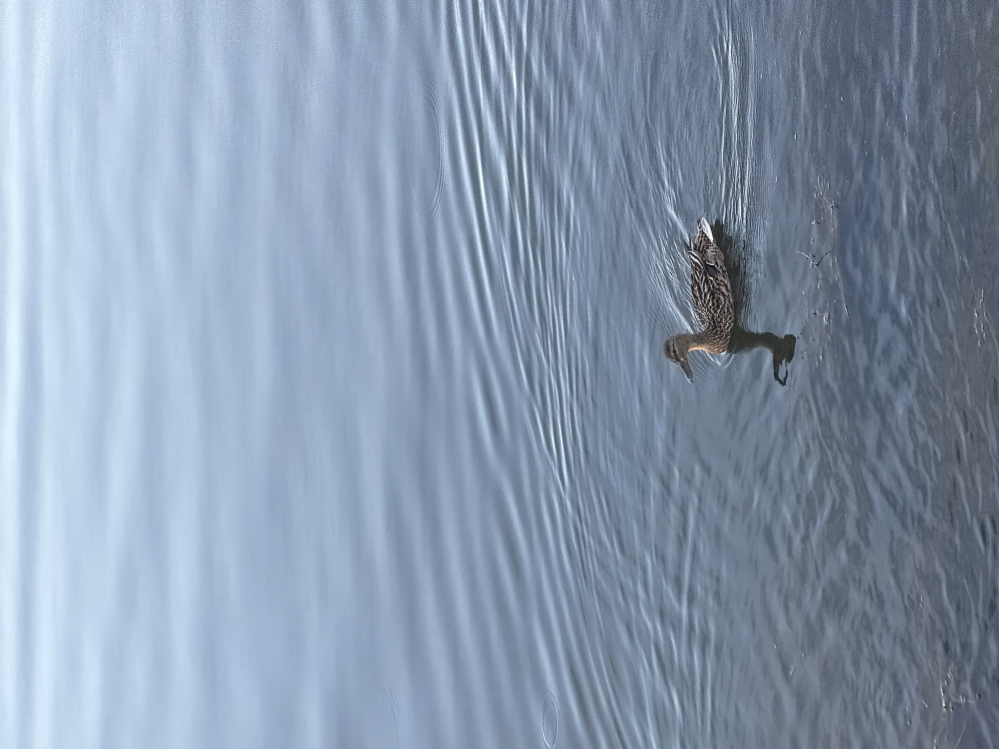 The image shows a duck swimming in a body of water, likely a lake or river, with visible ripples on the surface. The duck is in the lower right quadrant of the frame, facing left. The water is a muted blue-gray color, with gentle waves creating a striped pattern. The upper portion of the image is a lighter blue, suggesting a sky reflected on the water's surface. The scene appears to be natural, with no signs of urban infrastructure or human presence visible. The location is identified as being in the city of Solnechnogorsk, Russia.
