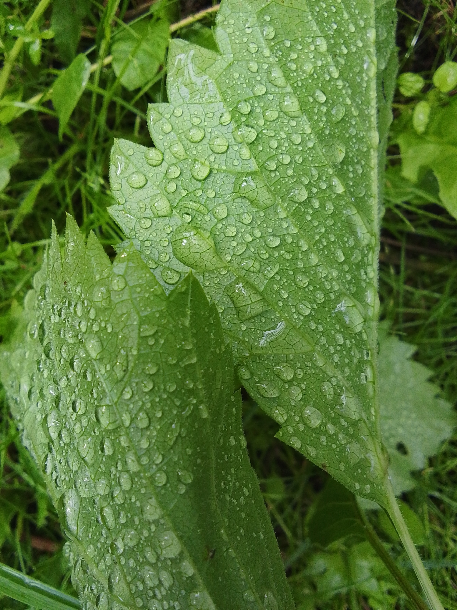 In 1-Go Maya, Russia, this close-up image captures two green leaves covered in numerous water droplets. The leaves have serrated edges and a prominent vein structure, with the water droplets creating a textured, glossy effect on their surface. The background consists of blurred green grass and foliage, suggesting an outdoor, natural setting, possibly after rainfall.