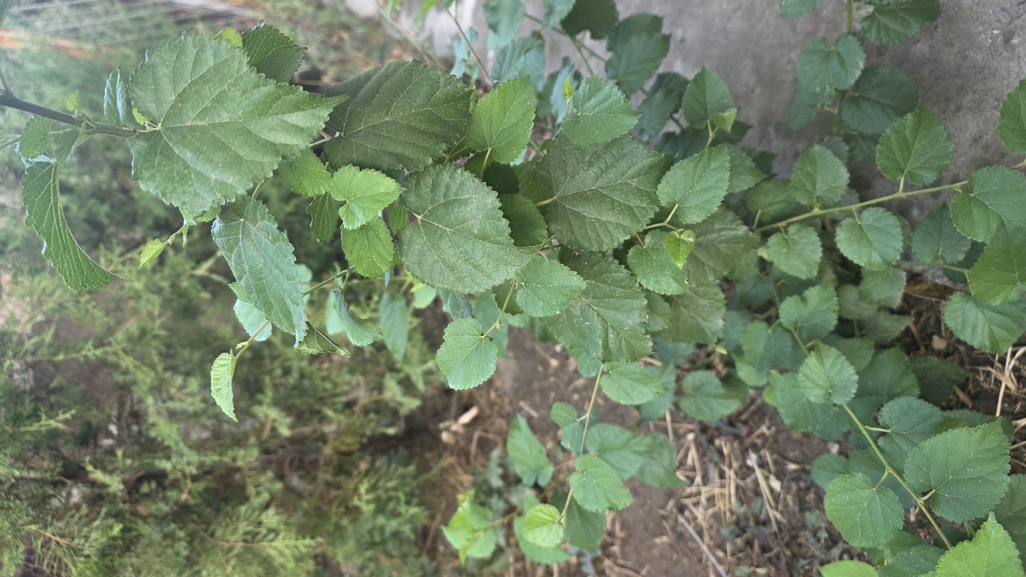 In Chuy, Kyrgyzstan, a close-up, vertical shot captures a young green leafy plant with serrated edges. The plant's leaves are arranged alternately along thin stems. In the background, a blurred evergreen shrub provides a textured green backdrop. The ground beneath the plant consists of dark soil interspersed with dry, straw-like debris. To the right of the plant, a concrete surface is visible. The lighting suggests an outdoor setting, possibly during daylight.