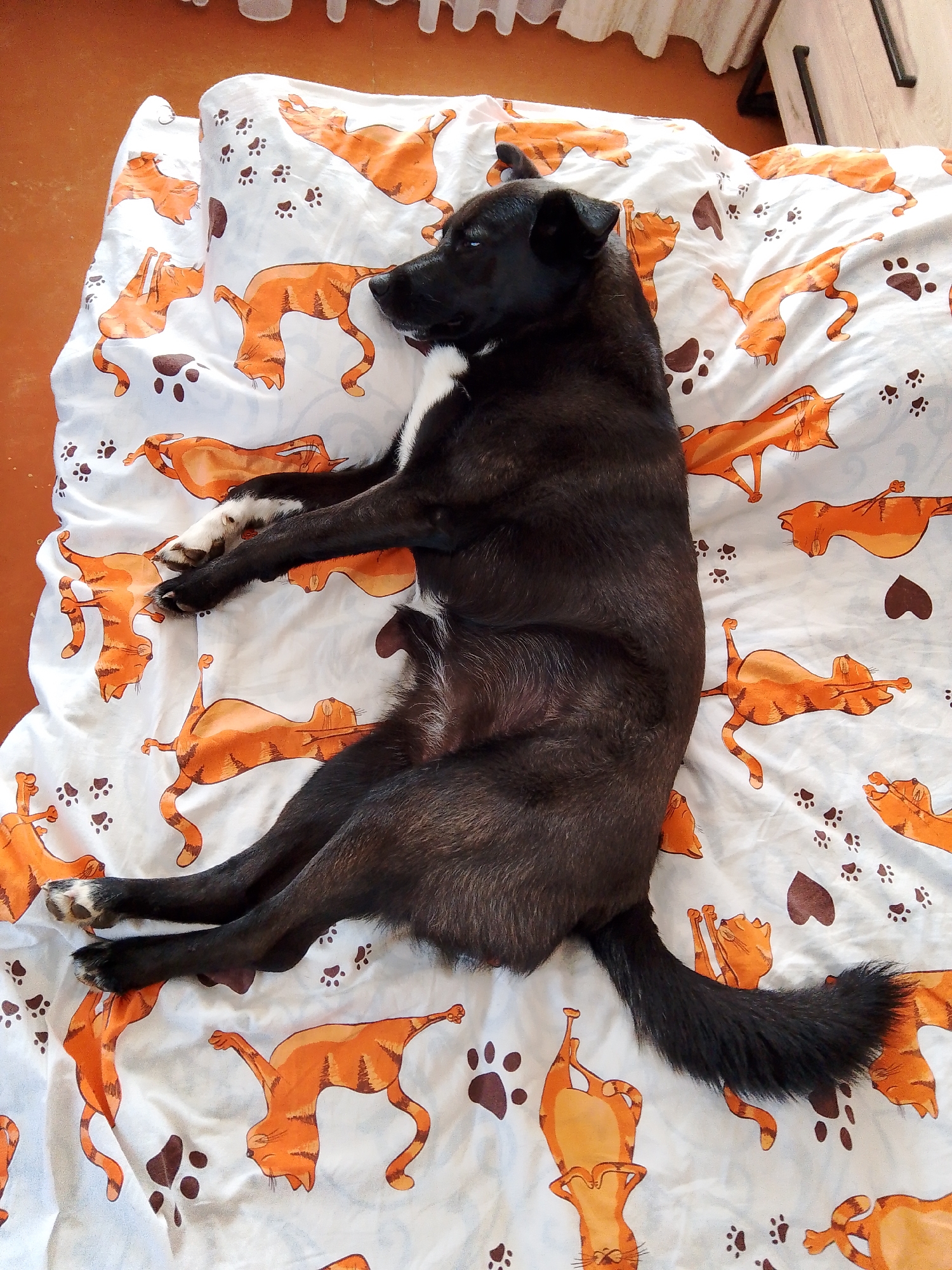 A medium-sized, black dog with some white markings is lying on its back on a white blanket patterned with orange cartoon cats, paw prints, and brown hearts. The dog is sprawled out, with its head at the top of the frame and its tail at the bottom. The blanket is spread out on a surface that appears to be a bed or similar soft furniture, in an indoor setting. The background includes a glimpse of a light-colored curtain, a wooden floor, and a white storage container. The location of Фоки, Russia is not evident in the image.