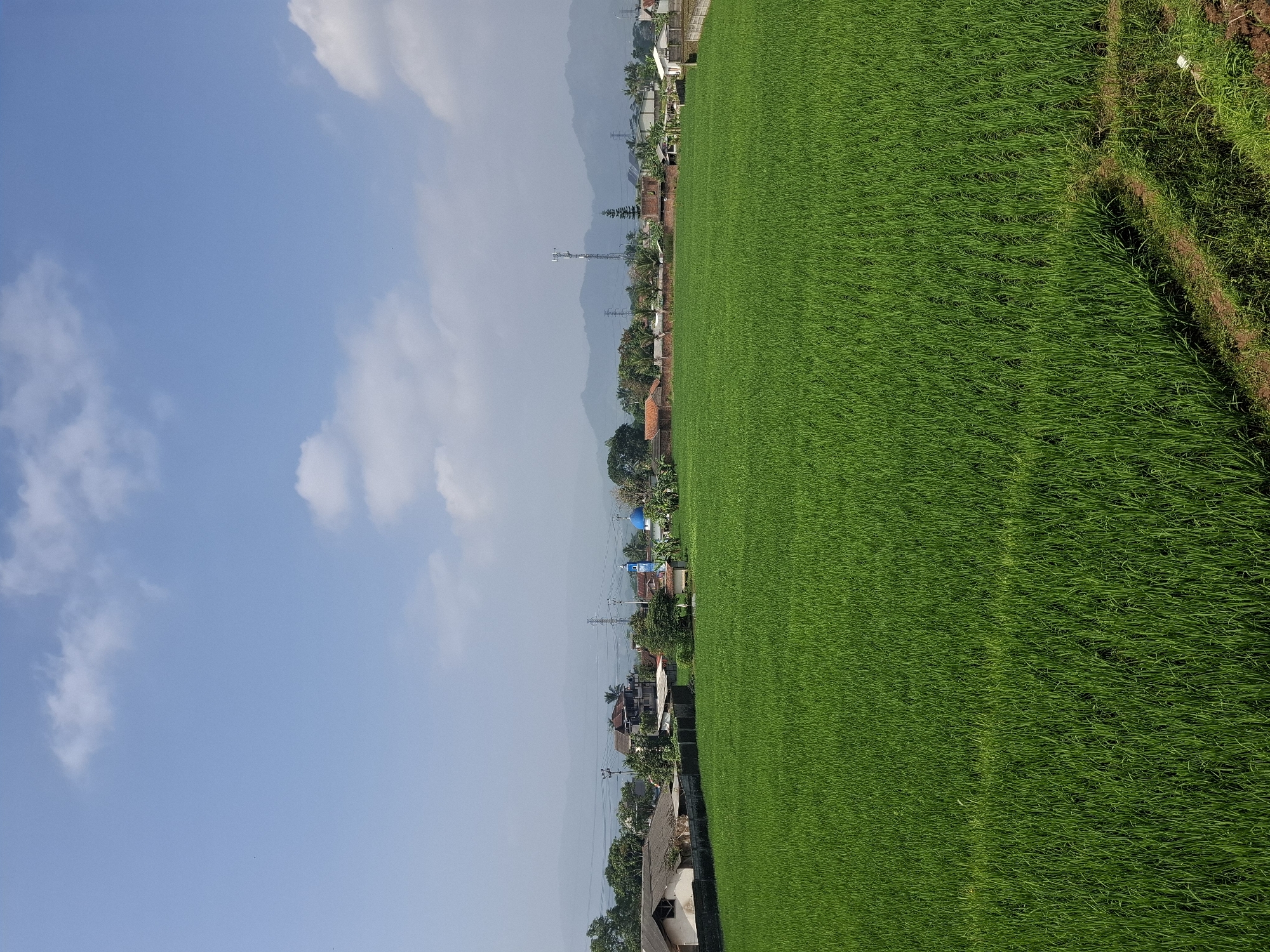 The image captures a panoramic view of a vibrant green rice field under a clear blue sky with scattered white clouds. In the background, a cluster of houses and buildings, including a mosque with a blue dome, are nestled amongst trees. A tall cell tower stands prominently against the mountainous horizon. The foreground is dominated by the lush, uniform expanse of the rice paddy, with a dirt path and some vegetation visible on the lower right edge. The scene is likely located in a rural area on the outskirts of Sukabumi, Indonesia, characterized by agricultural landscapes and residential areas.