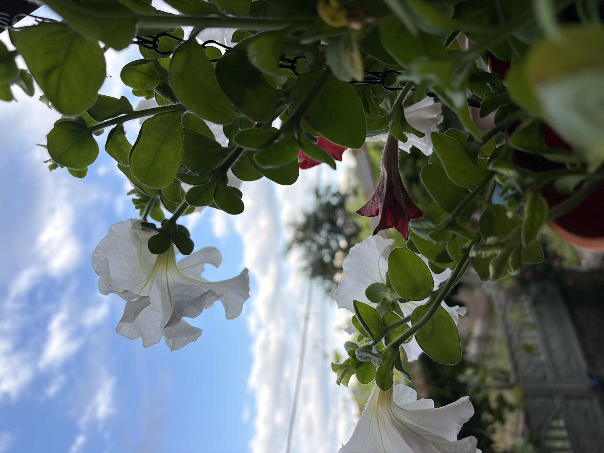 This is a close-up, low-angle outdoor shot of petunia plants with white and dark red flowers. The plants are in focus and positioned in the foreground, obscuring much of the background. The petunia flowers are delicate and trumpet-shaped, with some unfurling and others still in bud. The leaves are a vibrant green, velvety in texture, and appear to be slightly fuzzy. The plants are hanging, indicated by black chains visible in the upper right and center right of the frame.
Behind the plants, the background is blurred. A fence with decorative elements is visible in the mid-ground, suggesting a residential or garden setting. The sky above is a bright blue with scattered white clouds, indicating it is daytime and likely fair weather. A distant tree is visible, also out of focus. The overall scene evokes a sense of a calm, natural environment, possibly a balcony or garden. The location is specified as Dongaron, Russia.
