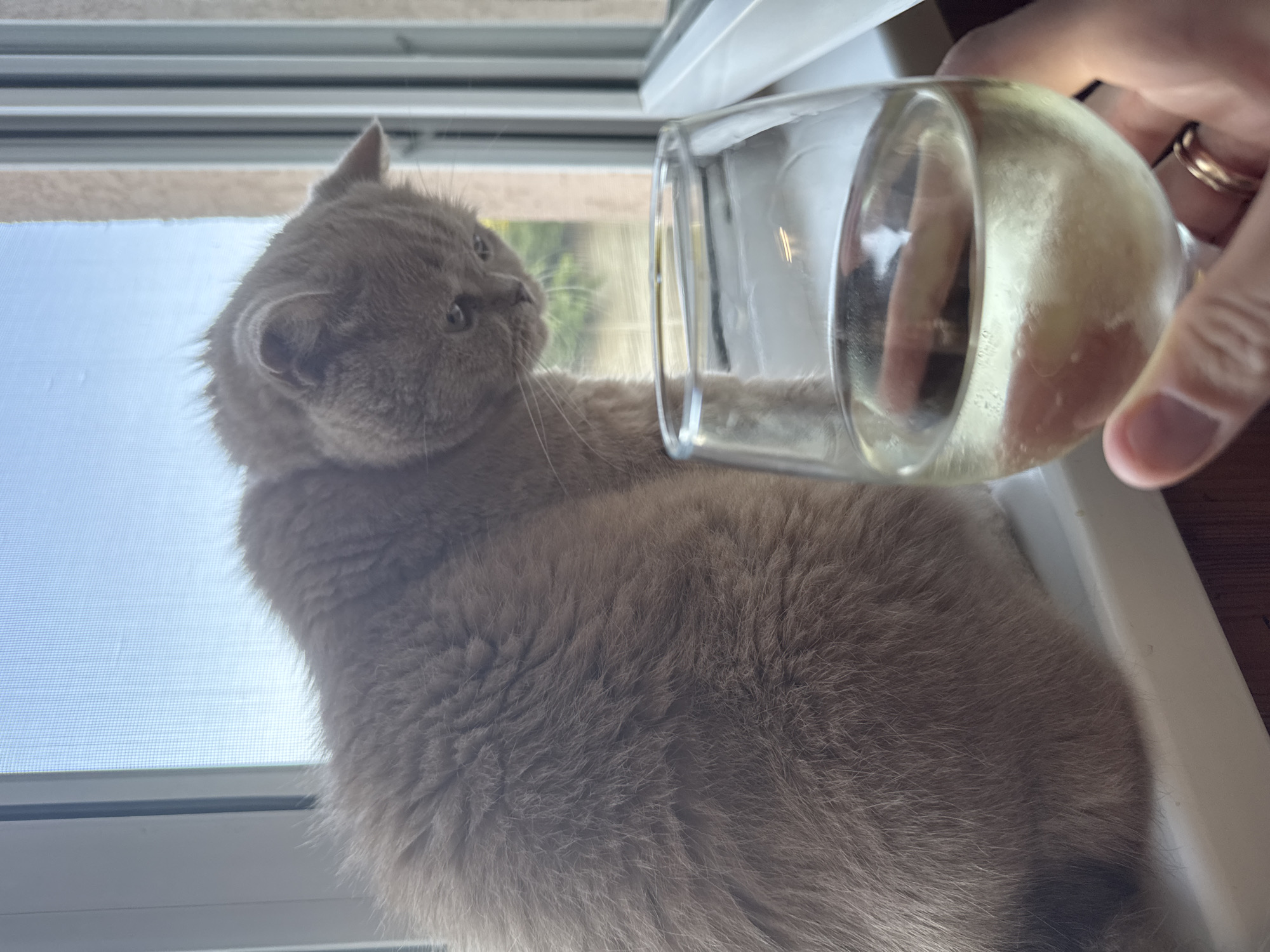 The image shows a fluffy, light brown cat sitting on a windowsill. The cat is looking to its left, towards a glass of light-colored liquid held by a hand. The hand is wearing a ring on its ring finger. The background outside the window appears to be a sunny day with some greenery visible. The overall scene suggests a relaxed, domestic moment. The lighting indicates it might be daytime.
