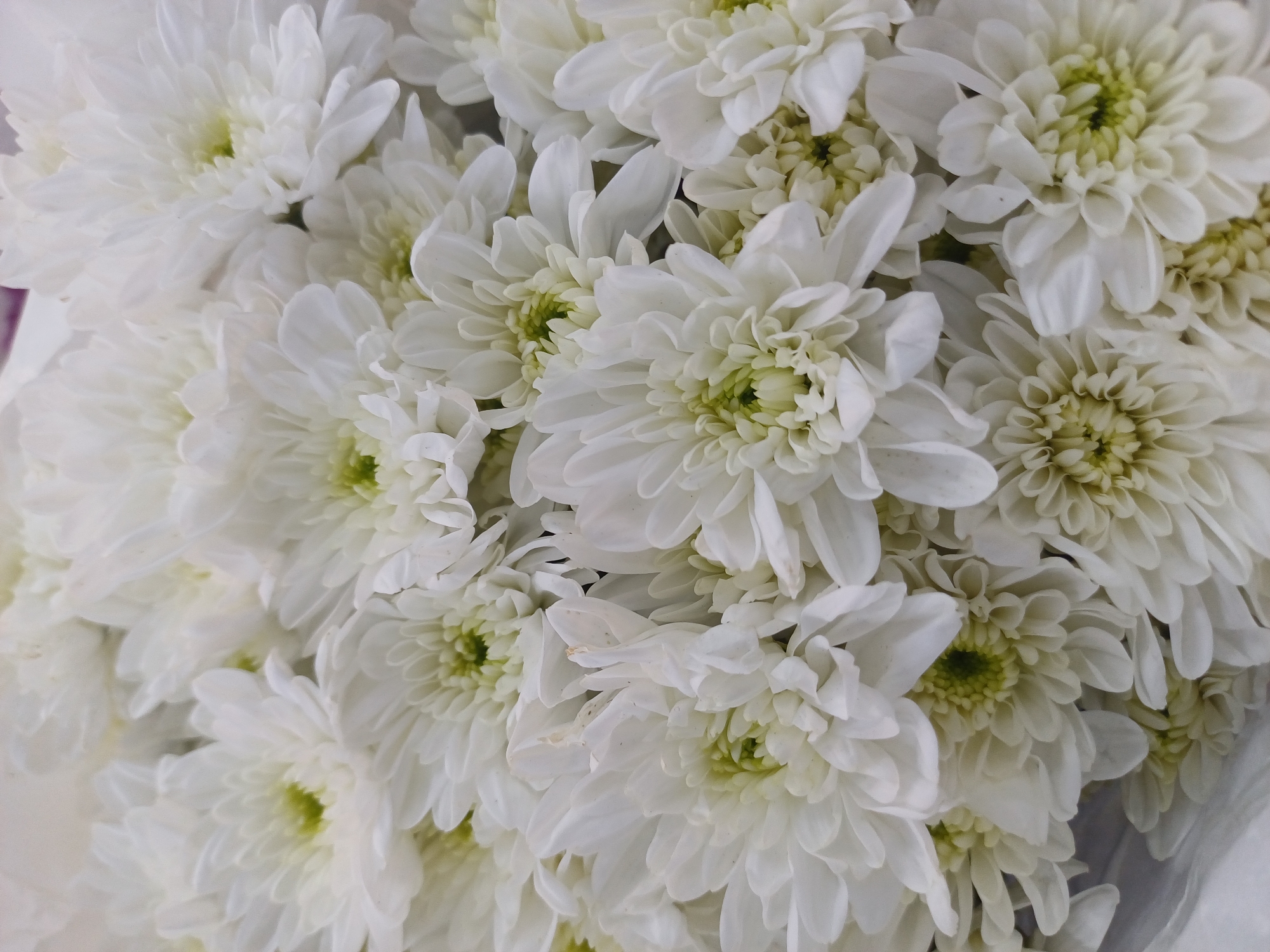 The image is a close-up, high-angle shot of a large bouquet of white chrysanthemums. The flowers are tightly packed, with many individual blooms visible, their white petals forming a textured and layered surface. The centers of the flowers are a pale green. The lighting is soft and diffused, creating subtle shadows that highlight the dimensionality of the petals. The background is out of focus, appearing as a pale, indistinct blur of light colors. There are no people, actions, or interactions depicted in the image. The scene is indoors, suggested by the controlled lighting and the absence of any outdoor environmental elements. It is impossible to determine the specific location within Kuala Lumpur, Malaysia, based solely on the visual information provided.