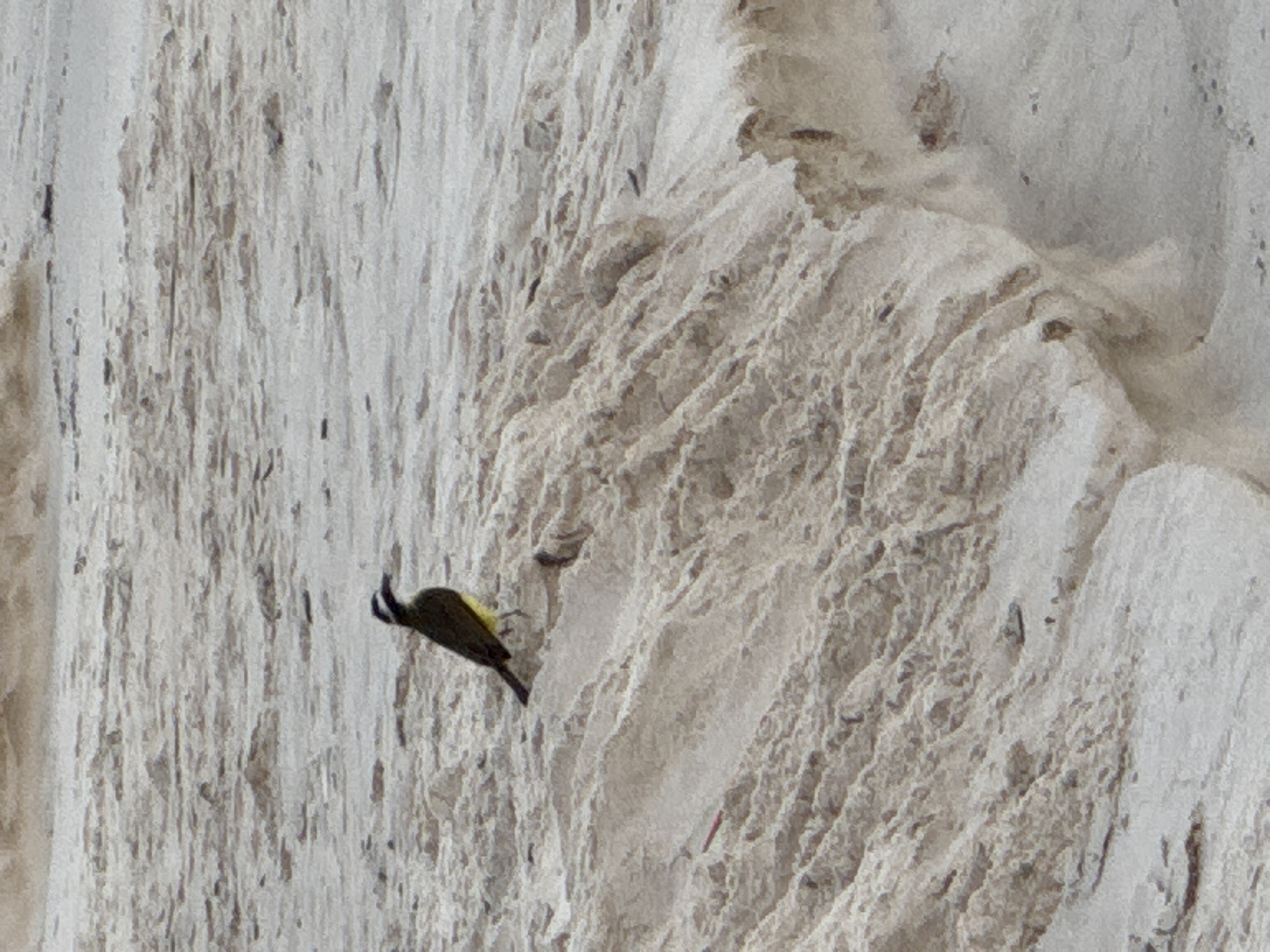 A single bird with dark plumage and yellow underparts stands on a sandy dune. The bird has a distinct white stripe above its eye. The dune is characterized by undulating textures and shadows, suggesting it is part of a larger sandy landscape. The background is a soft blur of similar sandy terrain, possibly a beach. The overall scene is natural and unpopulated. This scene is likely located on the beaches of Niterói, Brazil.