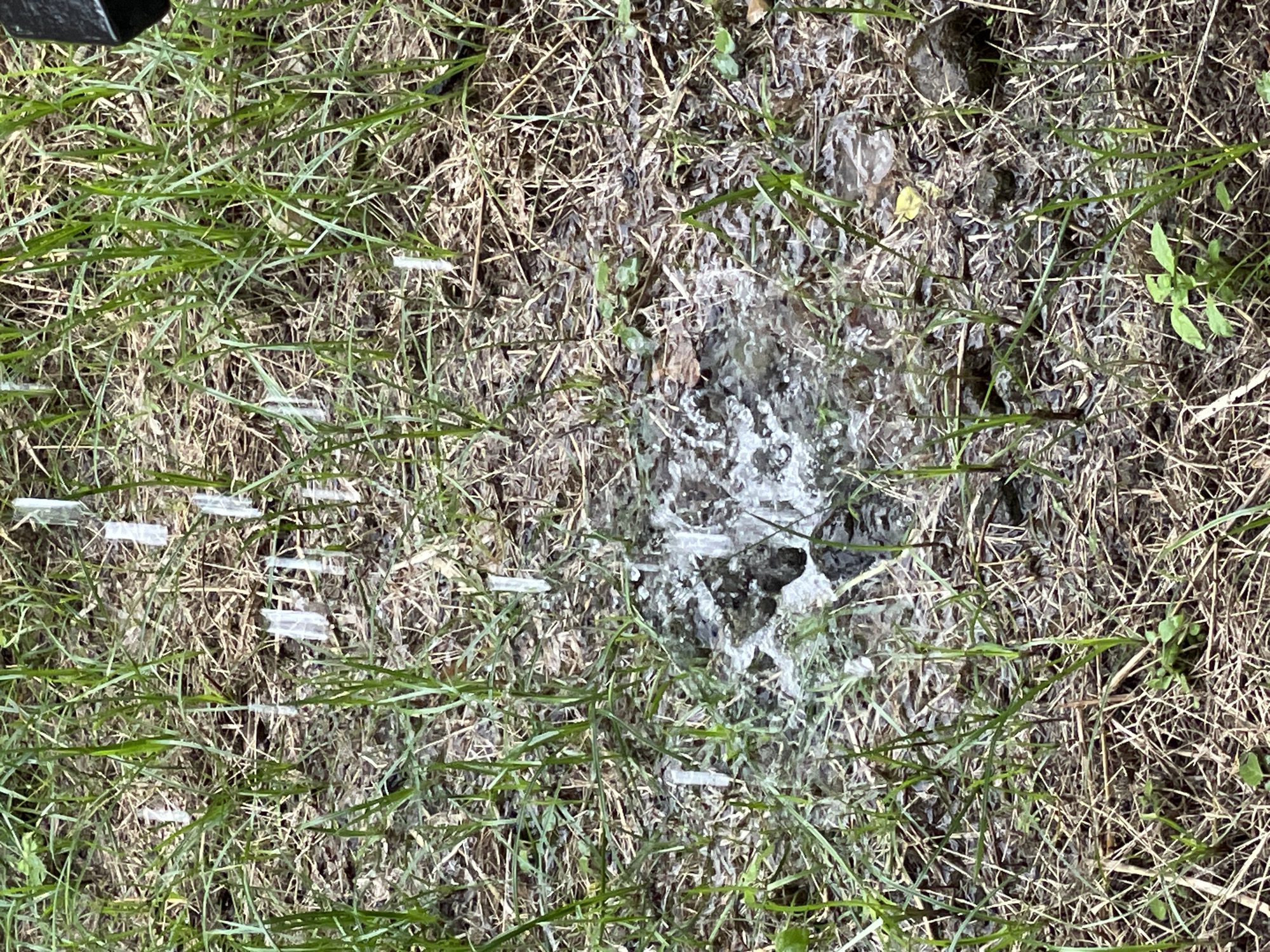 The image depicts a close-up view of the ground, covered in dry grass and sparse green shoots. In the center, a small puddle of water is actively splashing upwards, suggesting a source of water is disturbing the surface. Scattered throughout the scene are numerous small, translucent, icicle-like formations, most notably in a cluster near the splashing water and extending outwards. The overall environment appears to be outdoors, with the ground texture and vegetation indicating a natural or semi-natural setting. The presence of icicles in this context is highly unusual for the Philippines, which experiences a tropical climate. This suggests a possible localized anomaly or a staged scenario. The image does not show any people or identifiable landmarks that would pinpoint a specific location within Bacong, Philippines, beyond the general context of the Philippines.