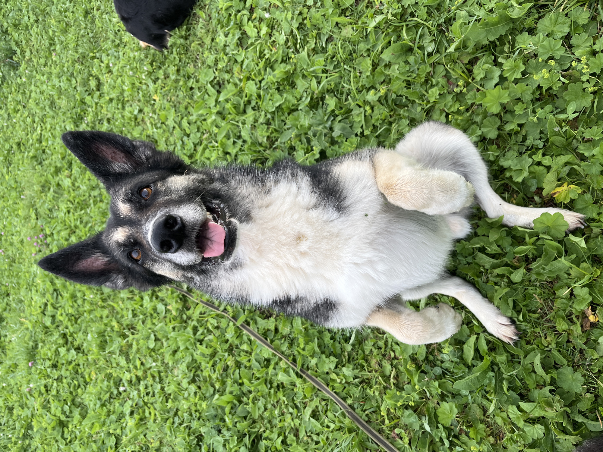 A medium-sized dog with gray, black, and white fur is sitting upright in a grassy area, looking directly at the camera with its tongue hanging out. The dog's front paws are raised. A leash is visible trailing to the left of the dog. In the background, to the right, another black dog is lying down. The ground is covered in lush green grass and clover. The scene appears to be outdoors in a park or yard.