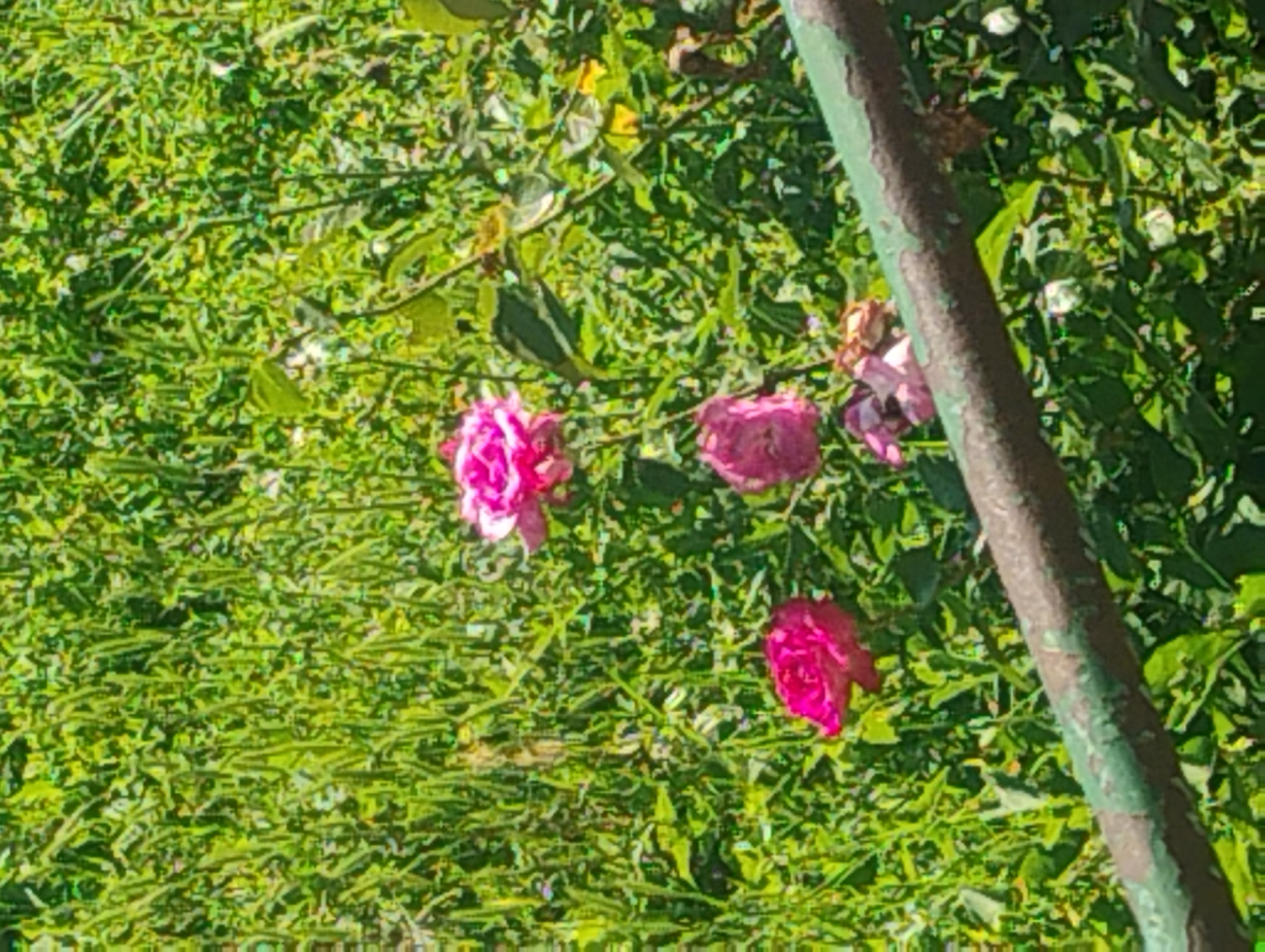 The image shows a close-up view of a rose bush with several pink roses in bloom. The roses are of varying stages of openness, with some fully bloomed and others still forming buds. They are set against a backdrop of lush green foliage. A weathered, dark brown railing with green paint peeling off is visible in the foreground, running diagonally across the bottom of the frame. The scene is brightly lit by sunlight, casting subtle shadows and highlighting the textures of the petals and leaves. The setting appears to be an outdoor garden. The image does not provide any specific visual cues to pinpoint the location within the city of Rumyantsevo, Bulgaria.