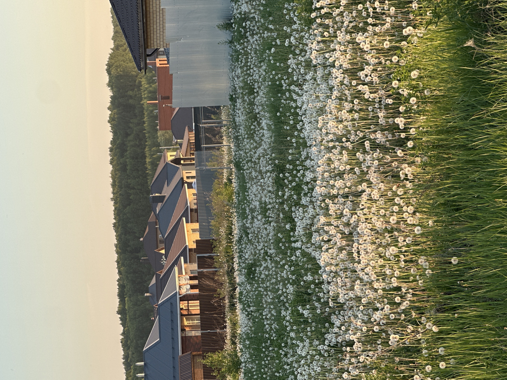 The image depicts a neighborhood in Эстачи, Russia at dusk. The foreground is filled with a dense field of dandelions and tall grass. Adjacent to the field are several houses with varying roof colors and designs. A row of trees lines the edge of the properties, and the sky is a pale yellow.