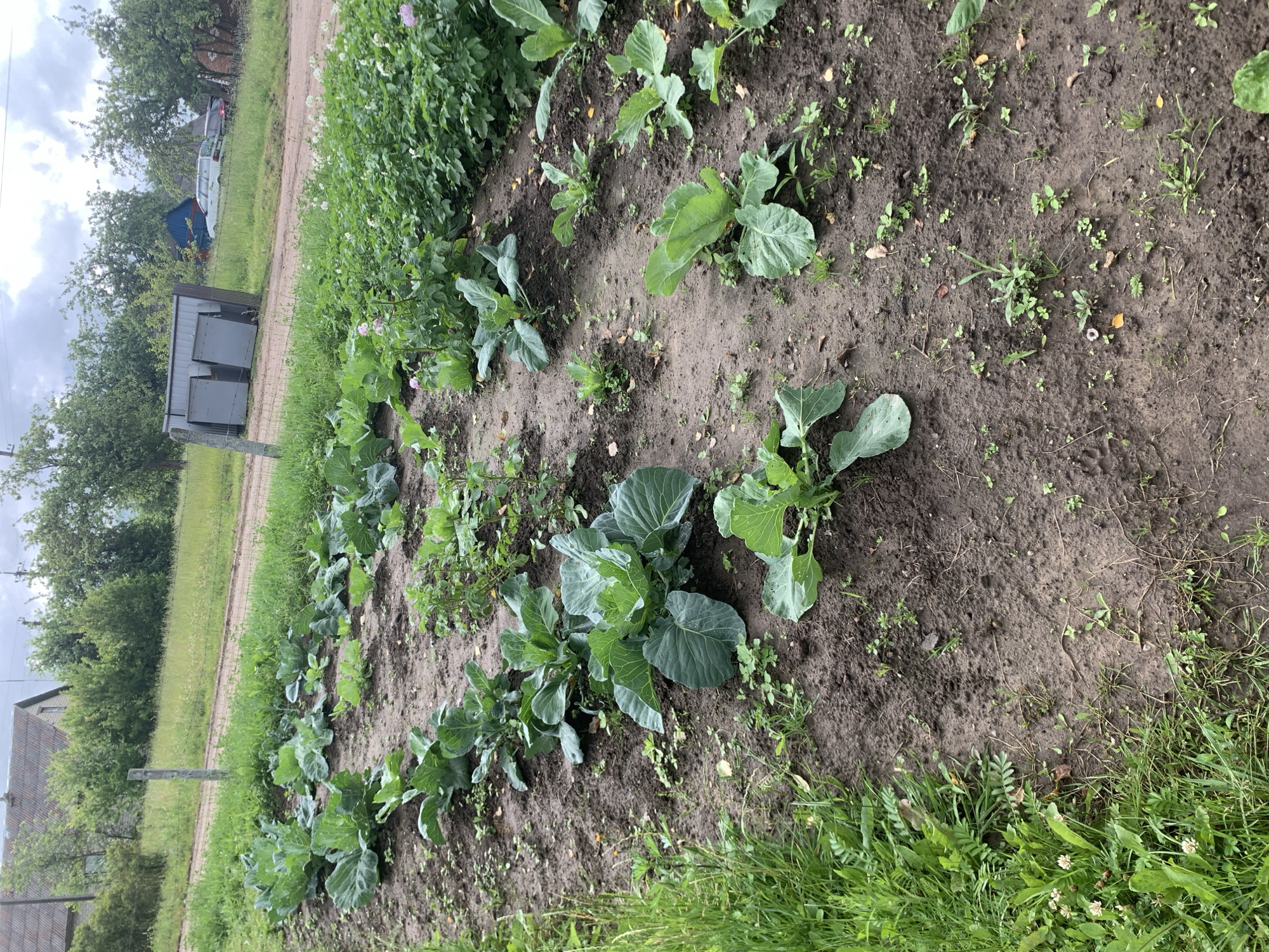 The image shows a garden plot with several rows of cabbage plants. The plants are in various stages of growth, with some larger and more developed than others. The soil is dark and appears moist. In the background, there is a dirt road, some trees, a house, and a couple of outbuildings. The overall scene suggests a rural or semi-rural setting.