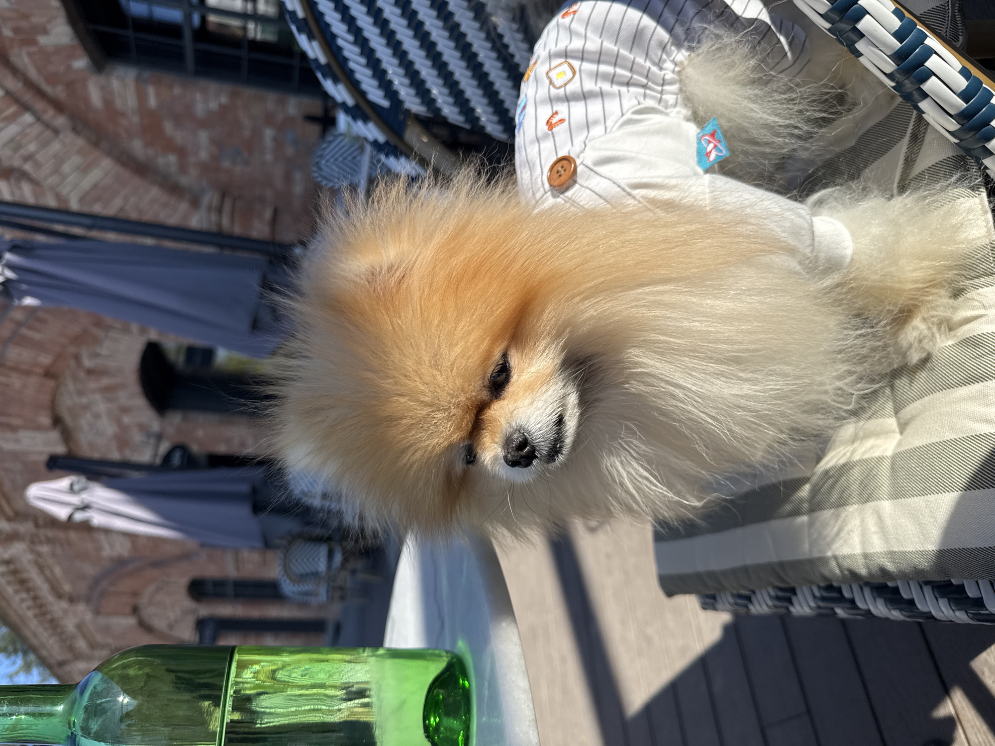 A fluffy, light-colored Pomeranian dog is the central subject of this outdoor close-up shot. The dog has soft, voluminous fur in shades of cream and light brown, with darker fur around its nose and eyes. It is wearing a white shirt with thin vertical dark stripes, adorned with small embroidered food items, including a fried egg and another reddish, curved object, possibly a croissant or shrimp. Two round brown buttons are visible on the shirt. A small blue tag with a red graphic, possibly a fish or an arrow, is attached to the back of the shirt.
The dog is seated on a chair with a striped cushion (grey and white), which rests on a dark and light blue woven chair base. Its gaze is directed slightly downwards and to the side, giving it a calm and content expression. In the foreground, a green glass bottle, possibly a wine bottle, stands on a light-colored table, likely white marble or wood.
The setting appears to be an outdoor patio or cafe area during the day, indicated by the bright sunlight casting strong shadows and illuminating the dog's fur. In the background, a brick building with dark window frames and railings can be seen, along with folded grey umbrellas, suggesting an outdoor dining establishment. The overall impression is one of a peaceful, sunny day spent outdoors. No readable text is distinctly visible within the image beyond the unidentifiable graphic on the dog's tag.