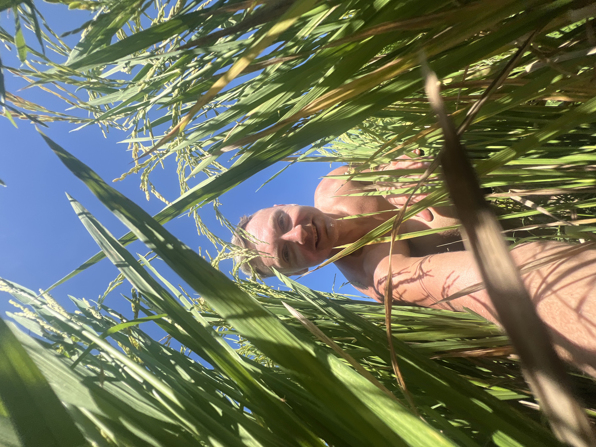 The image shows a man in Sukawati, Indonesia, lying among tall green and yellow blades of grass, likely rice paddy. The sky is blue and visible through the grass. The man is fair-skinned, shirtless and smiling slightly at the camera from a low angle. His body is illuminated by sunlight. The blades of grass occupy most of the image frame. Shadows and sunlight play on the grass and the man's skin.