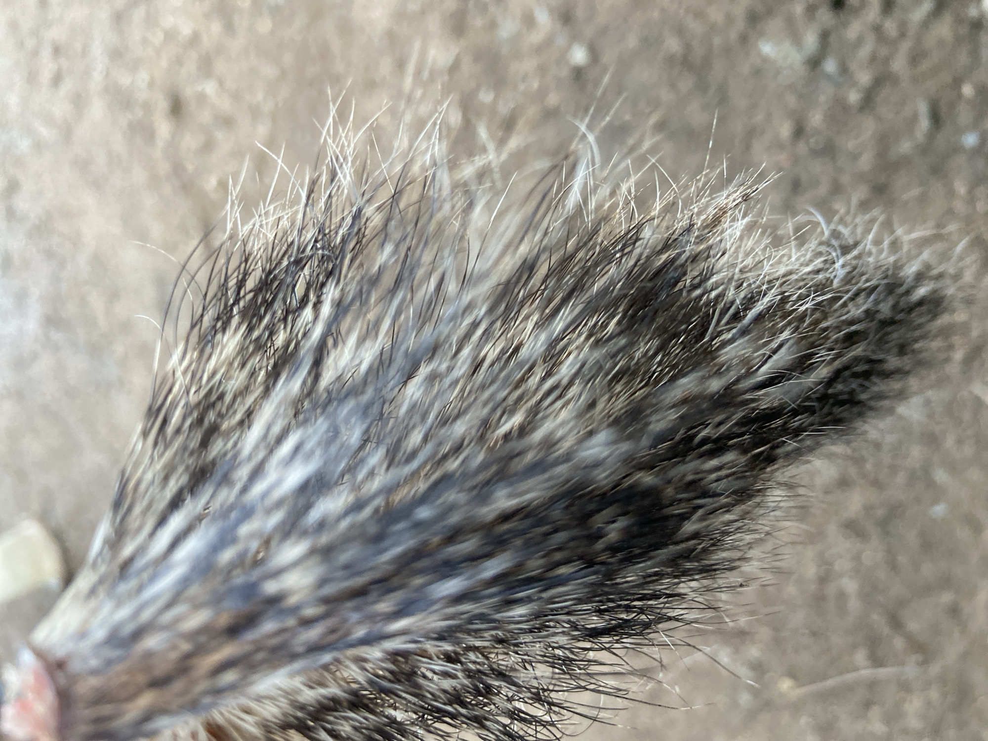 This close-up image captures a section of coarse animal fur or hair, likely belonging to a mammal. The fur displays a grizzled or salt-and-pepper pattern, with individual strands varying in shades of dark gray, black, and white or light gray. The hairs appear stiff and bristly, creating a dense texture. Some lighter, almost white, hairs stand out against the darker ones, especially at the edges.
The primary subject is the fur itself, presented in sharp focus, while the background is significantly blurred, indicating a shallow depth of field. The out-of-focus background appears to be a light brown or grayish, textured surface, possibly a patch of dry ground, dirt, or concrete, suggesting an outdoor setting. In one of the cropped images, a small, lighter, possibly pinkish area is visible at the very bottom left, which could be part of the animal's skin or another appendage, further hinting at a living creature.
There is no specific activity taking place; the image is a static portrait of the animal's fur. No human subjects or man-made objects are clearly visible. The lighting suggests it was taken during daylight hours, but specific time of day or weather conditions cannot be determined. There are no explicit location cues within the image itself to confirm the provided context of Mararaba, Nigeria, other than it being an outdoor scene. No text is visible in the media file.